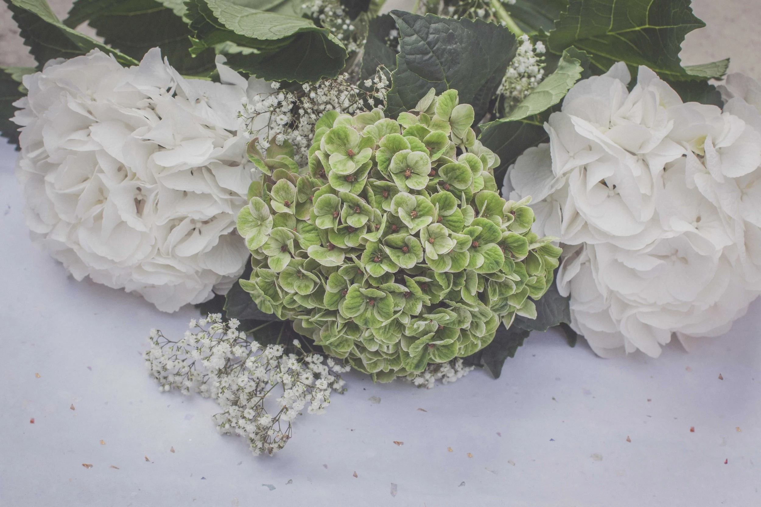 2 weisse und 1 grüne Hortensien auf einem weissen Hintergrund.