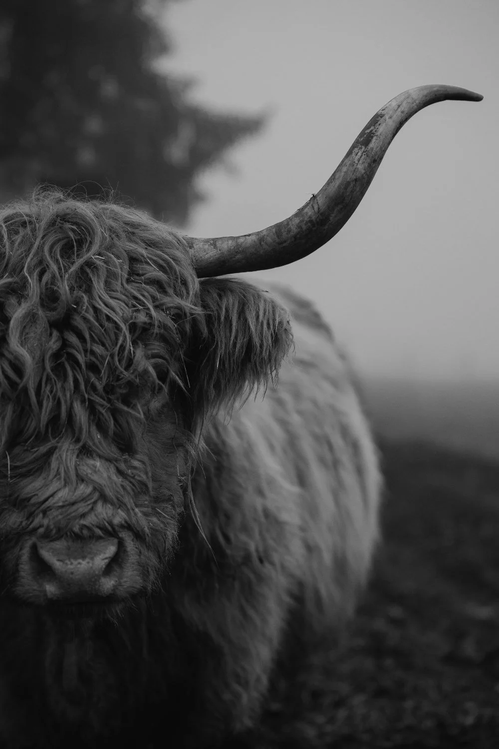Ein Hochlandrind mit langen, lockigen Haaren und einem grossen, gebogenen Horn, fotografiert in Schwarzweiss, im Freien.