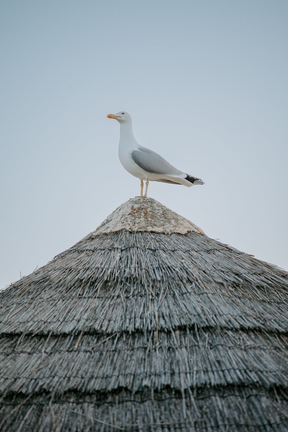 Eine Möwe steht auf einem Schilfrohrdach unter einem grauen Himmel.