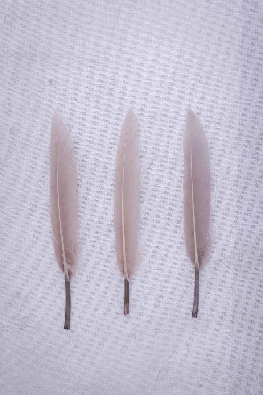 Drei rosa Federn auf grau-meliertem Hintergrund