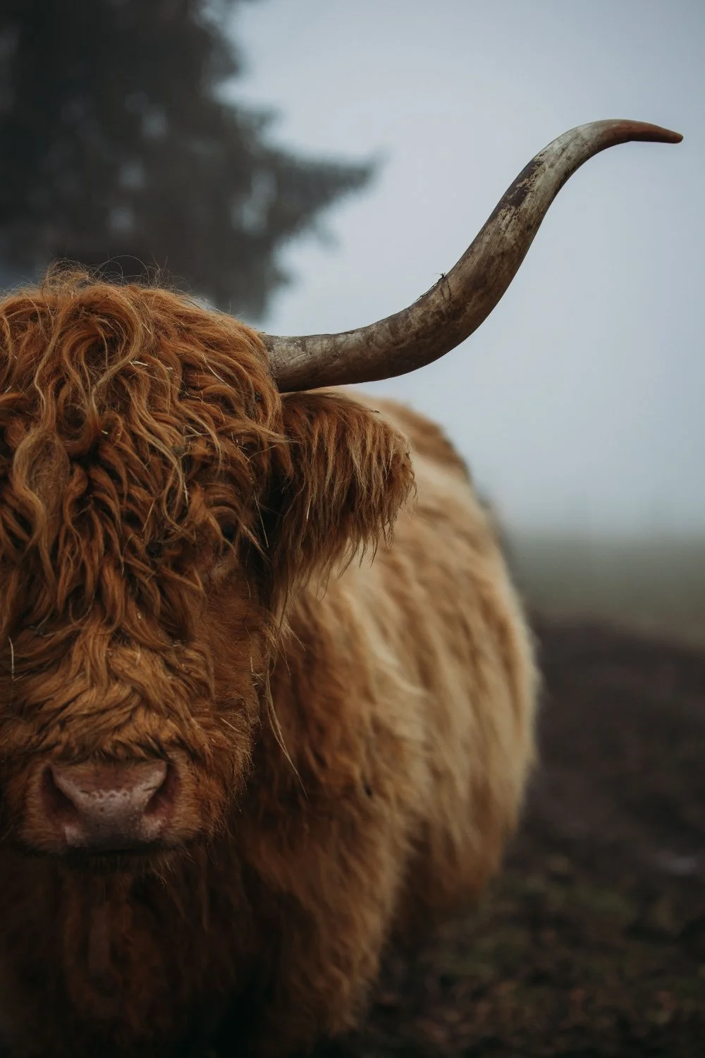Ein Hochlandrind mit brauem, dickem Fell und einem langen Horn, das nach oben zeigt, steht im Nebel auf einer Weide.