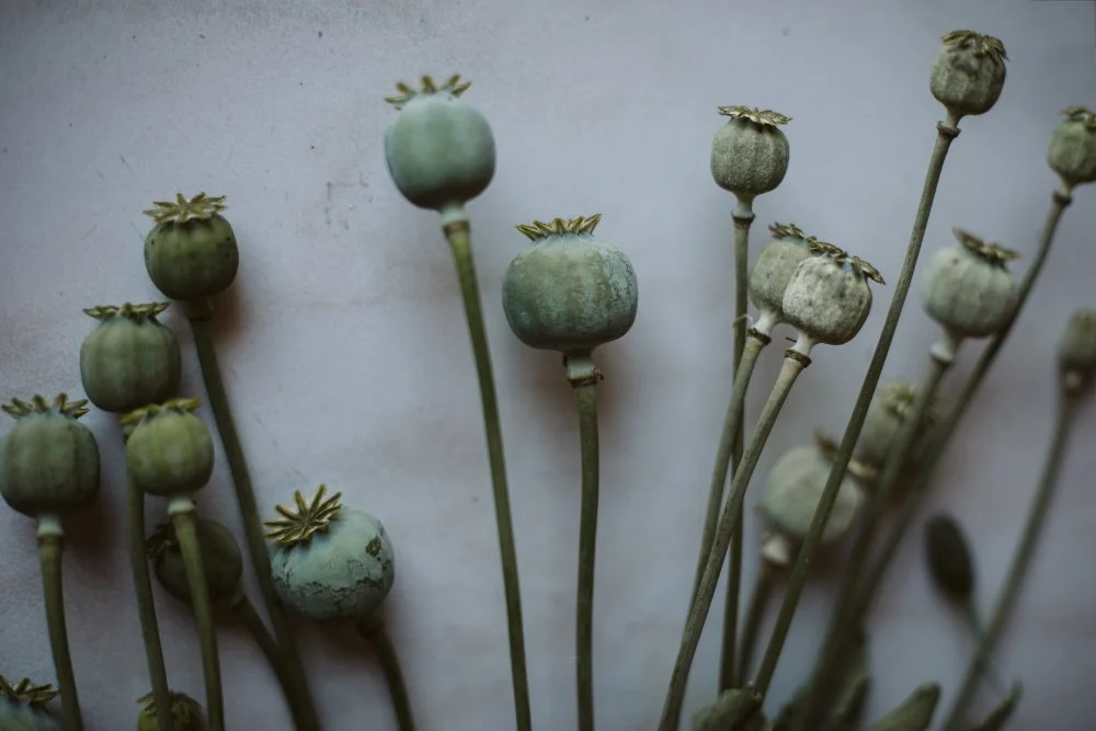 Getrocknete Mohnkapseln auf einem weissen Hintergrund.