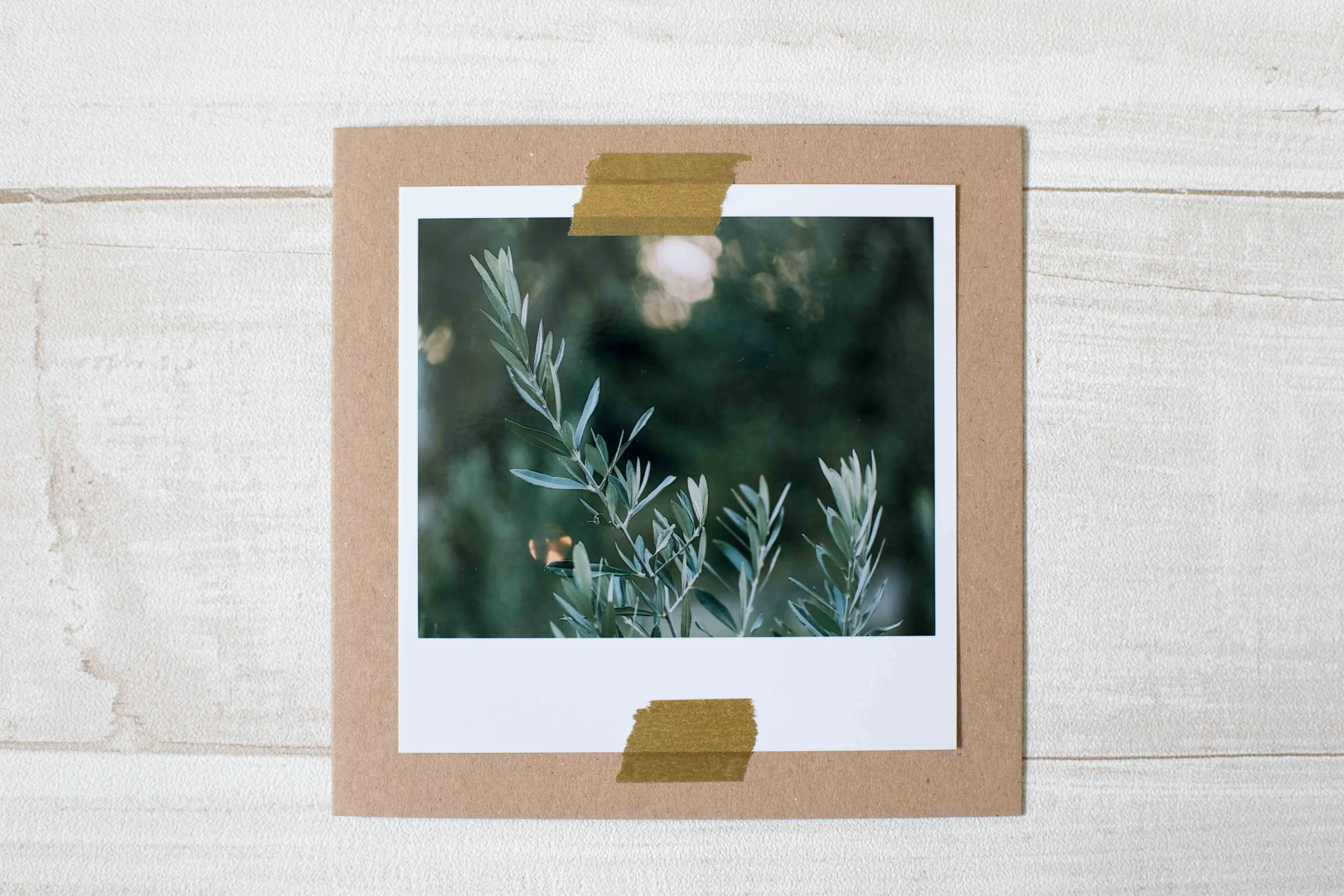 Klappkarte mit einem Foto mit Olivenzweigen.