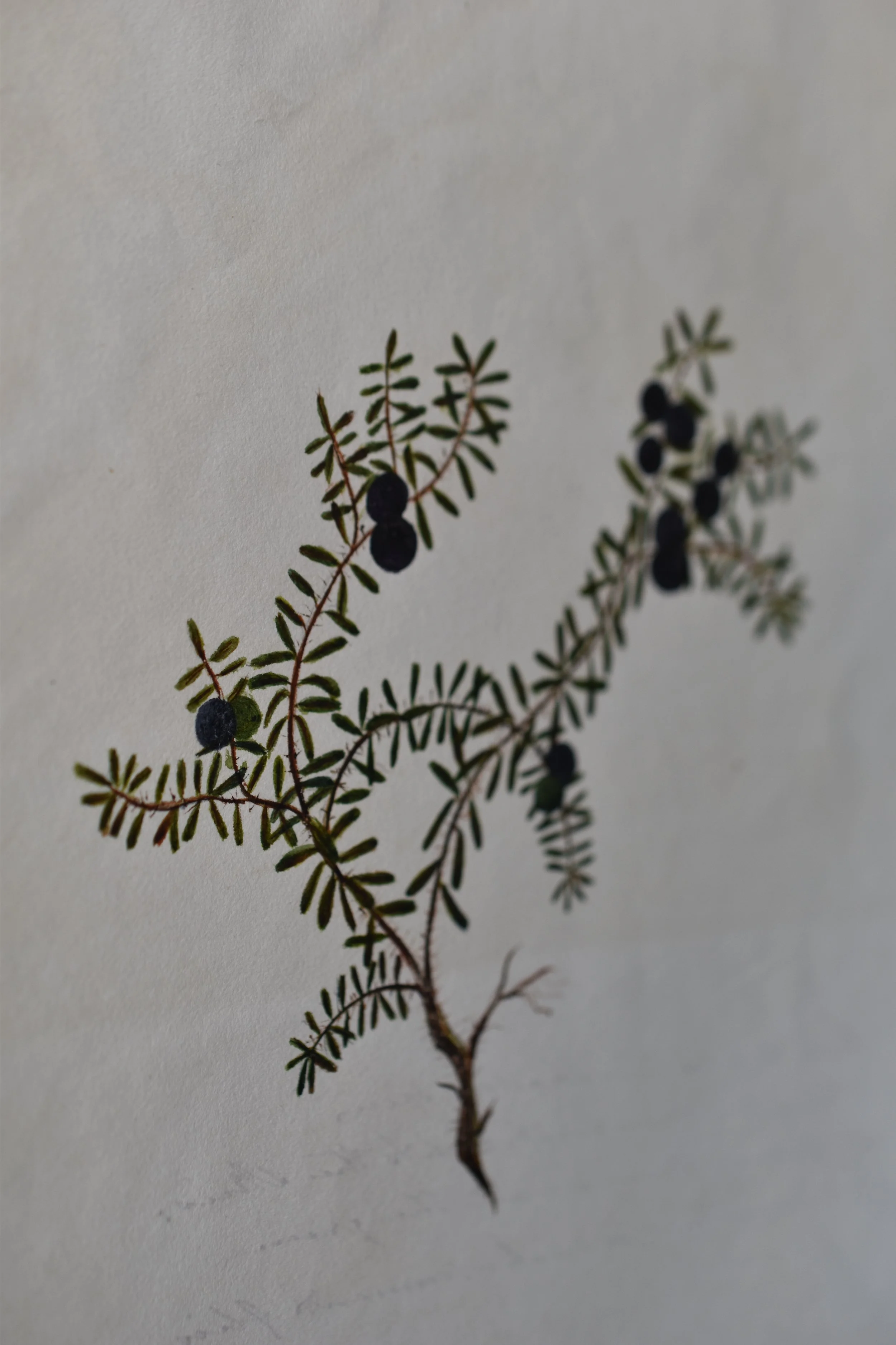 Circa 1831 Juniper Watercolor & Poem