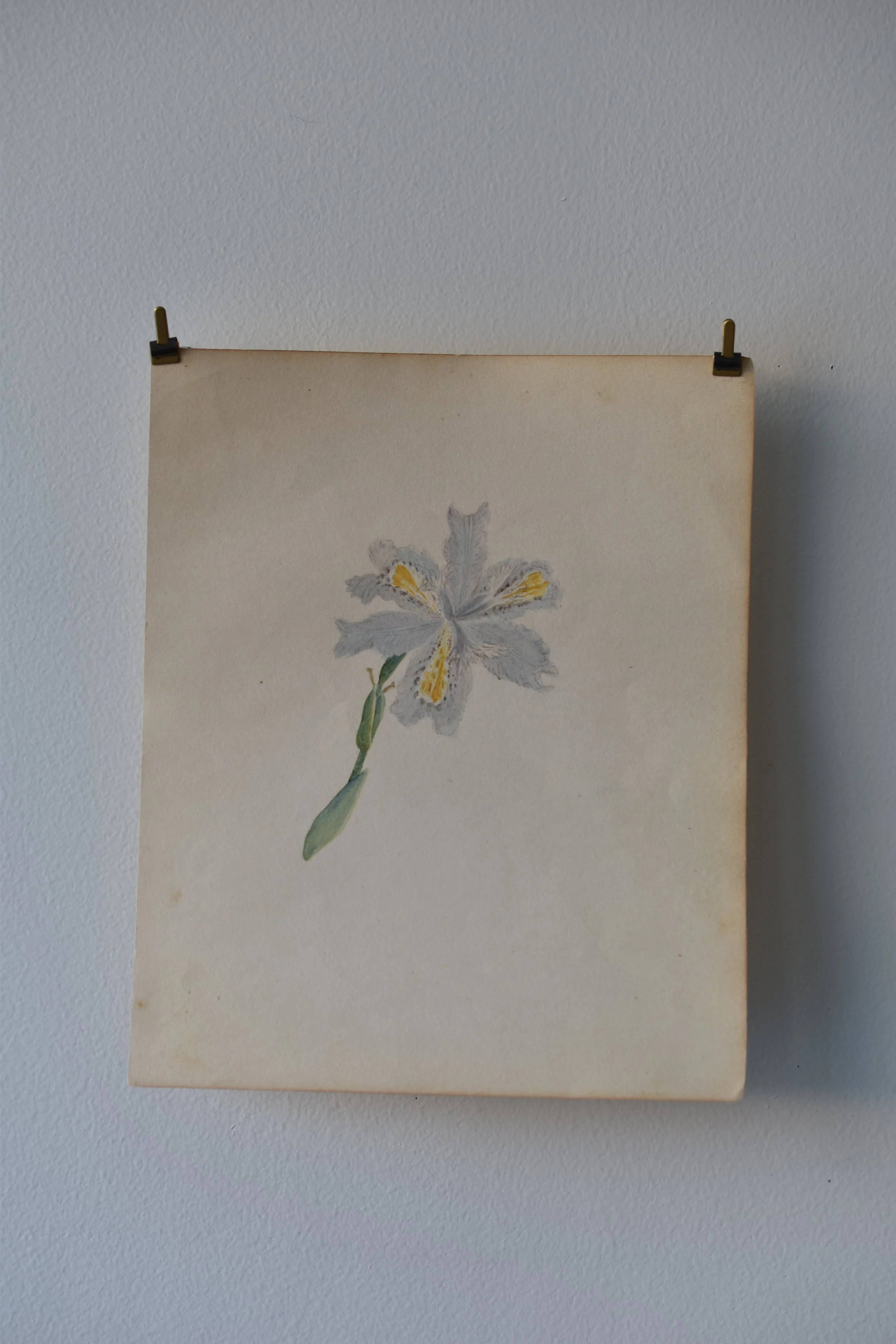 1800's Iris Watercolor