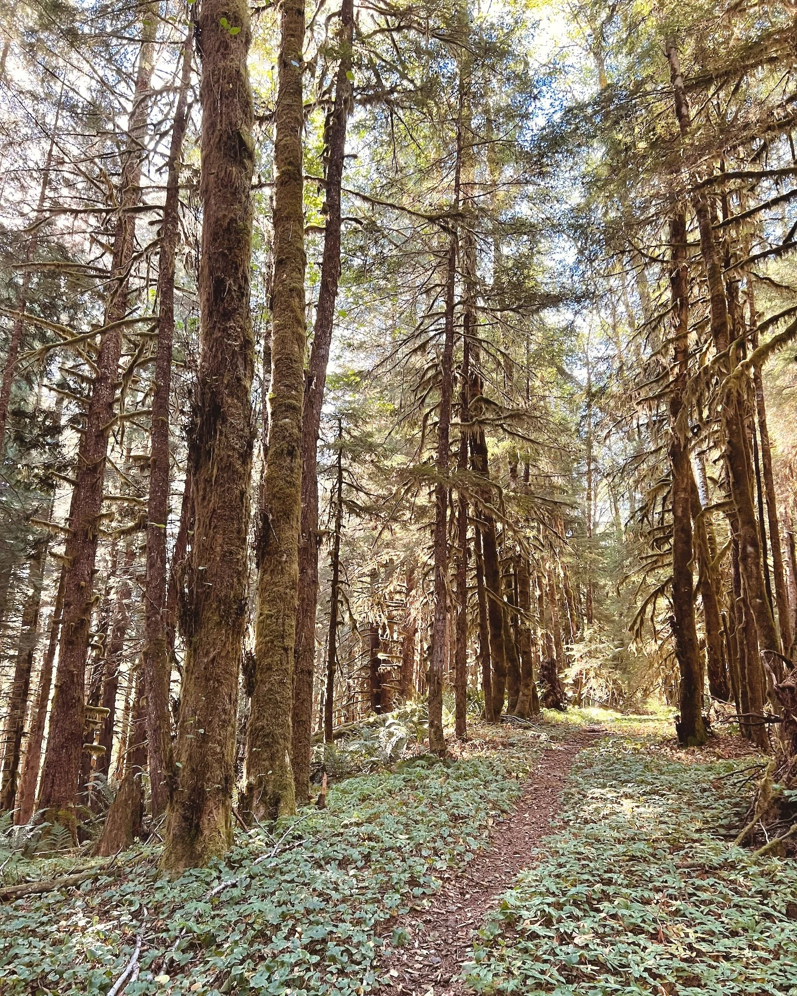 Facilitation Coaching for Leaders