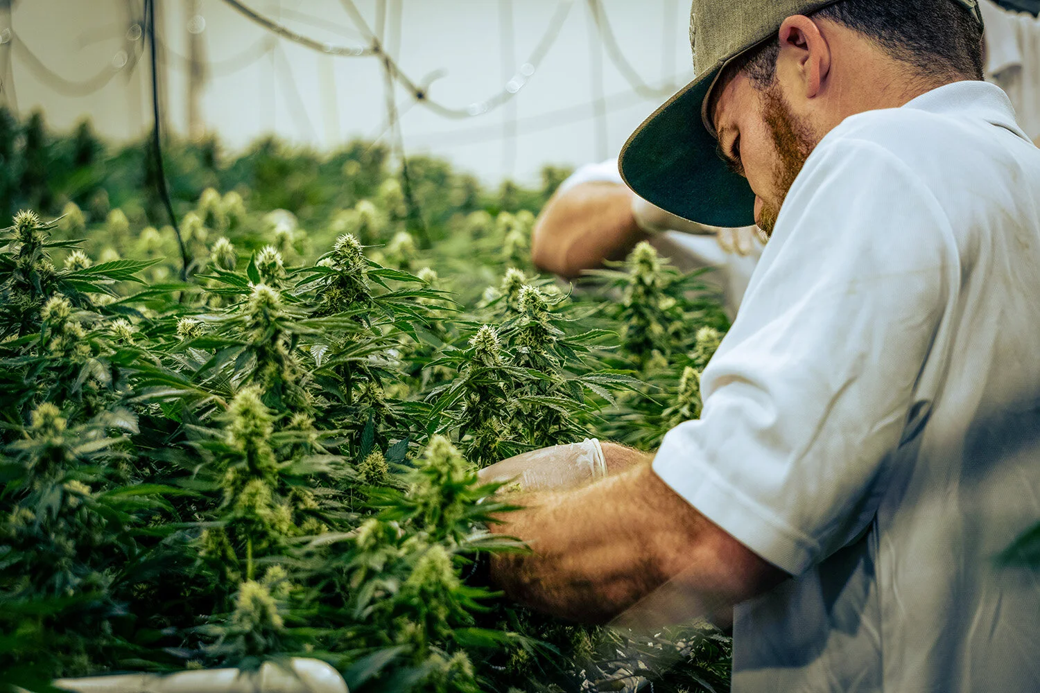 ColoradoBreedersDepot_Photos_OnLocation095 copy.jpg