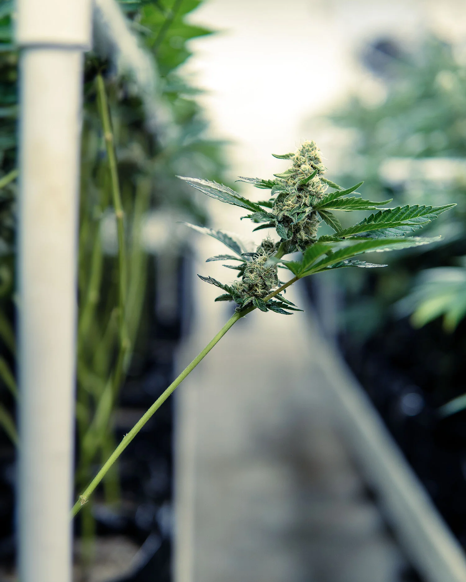 ColoradoBreedersDepot_IndoorGrow_NoPeople090 copy.jpg