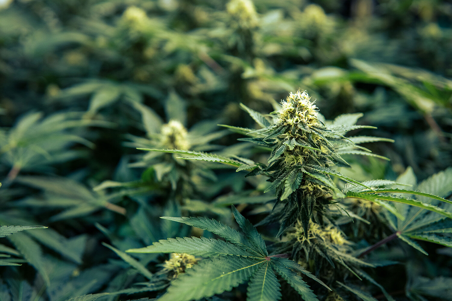 ColoradoBreedersDepot_IndoorGrow_NoPeople012 copy.jpg