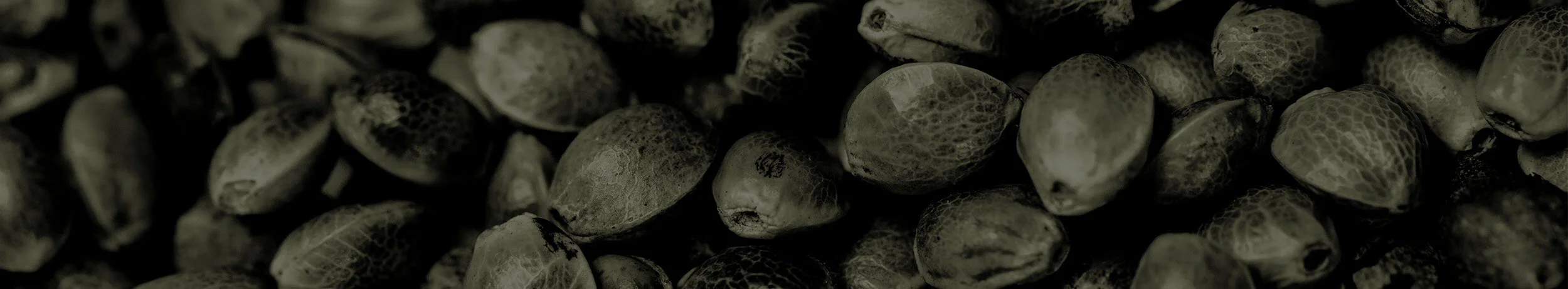 ReggieAppleseed_PageSeed BG.jpg