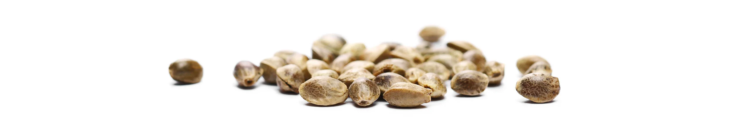 ReggieAppleseed_PageSeed Bottom.jpg