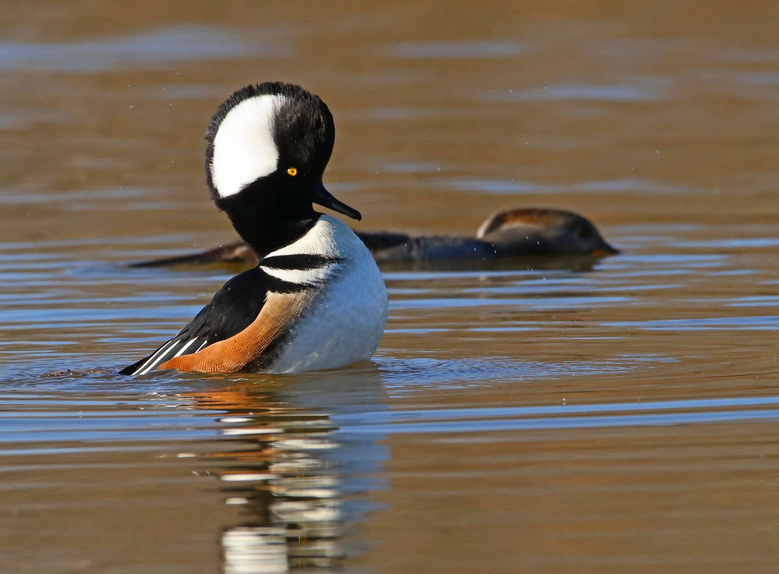 Hooded Merganser