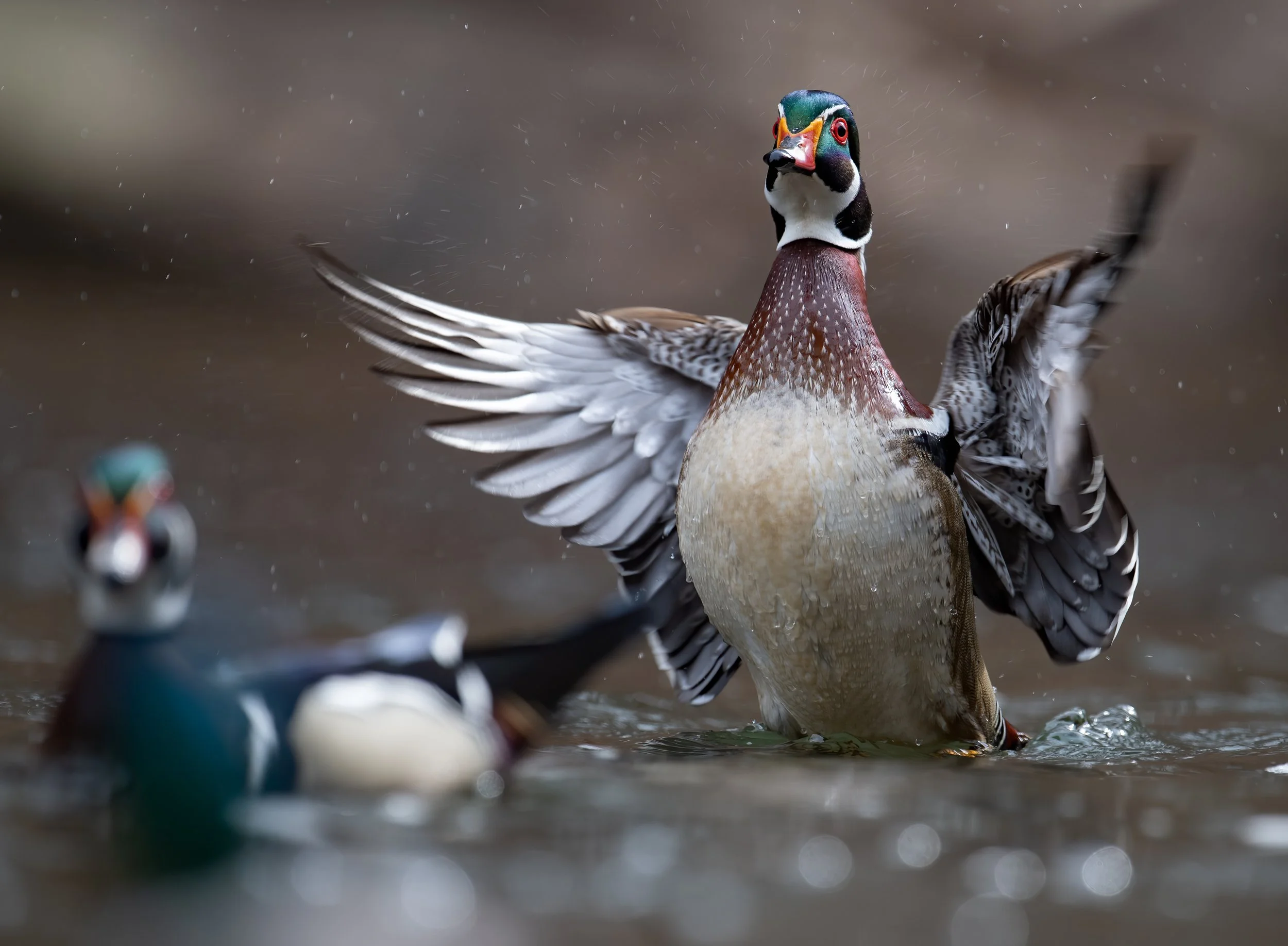 photo by Mark Nale