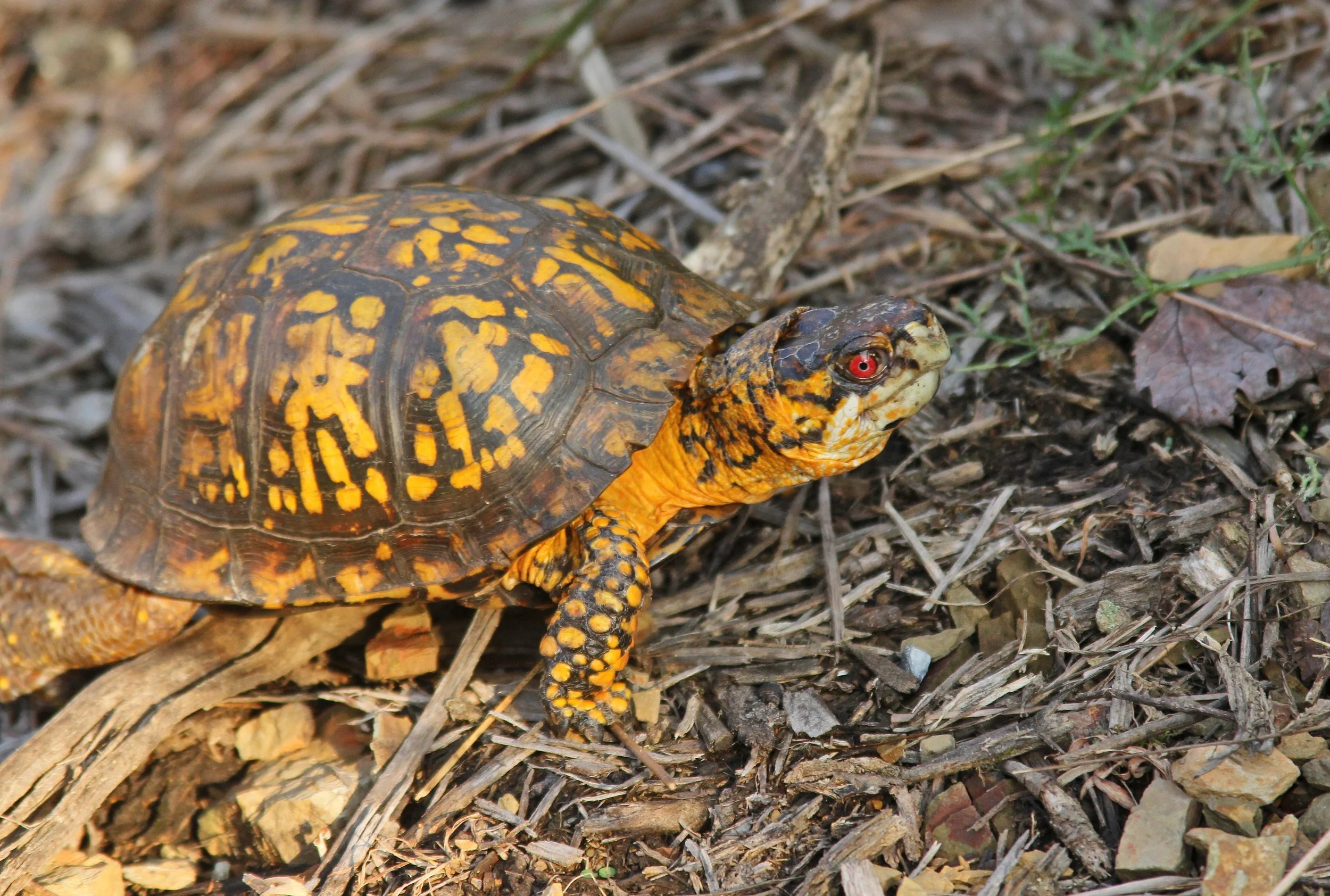 Box Turtle