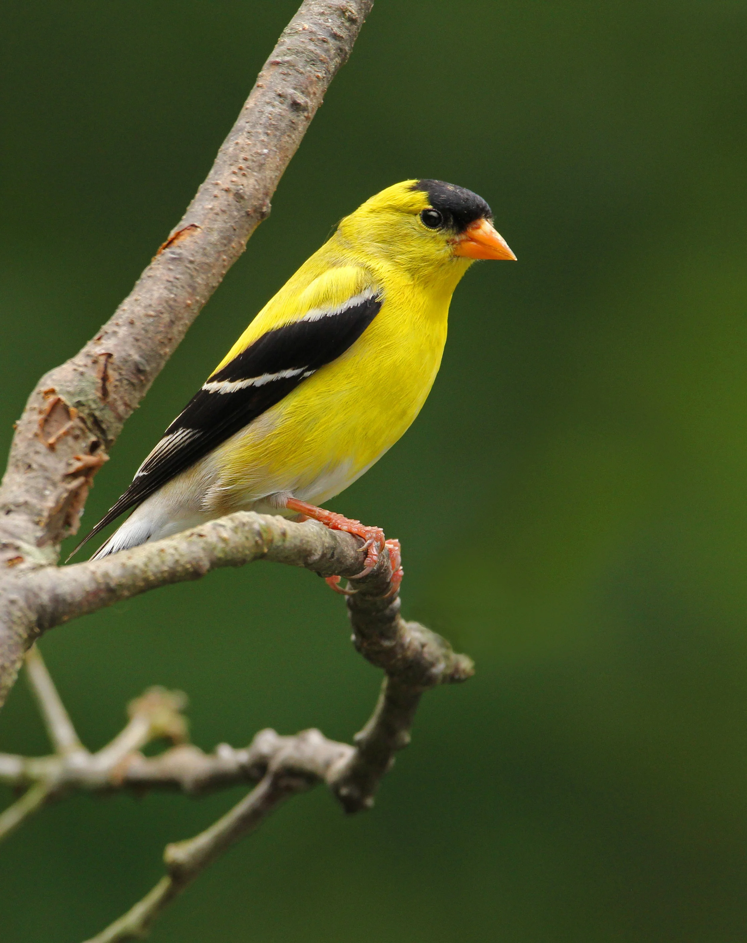 Goldfinch