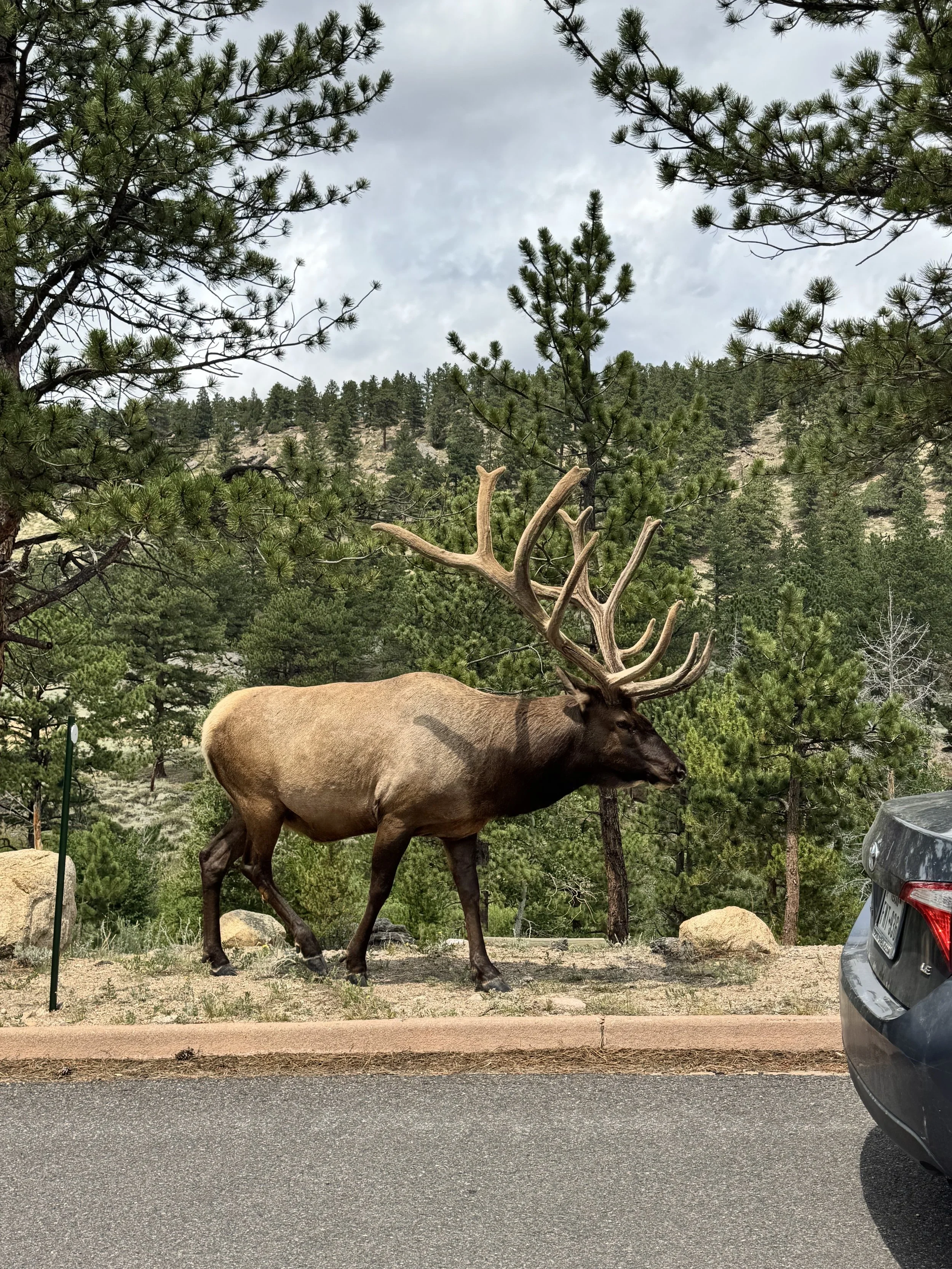 elk.jpg