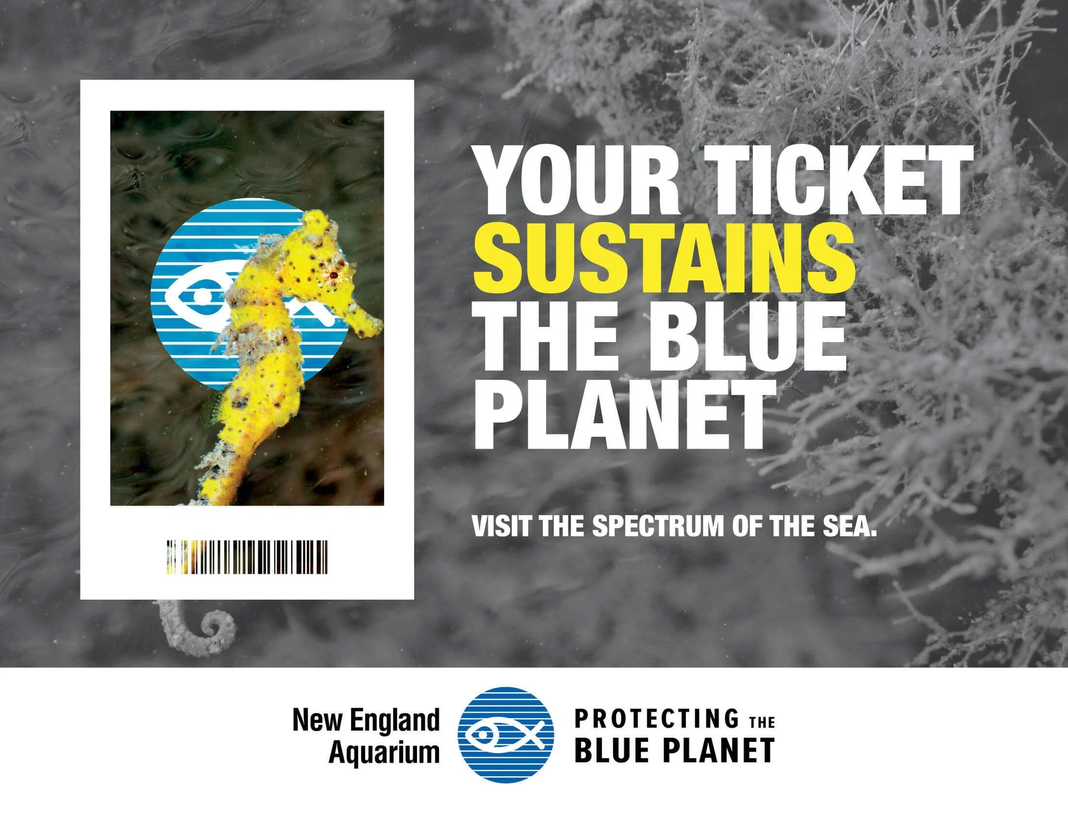 NEAQ-BluePlanet-Creative9.jpeg