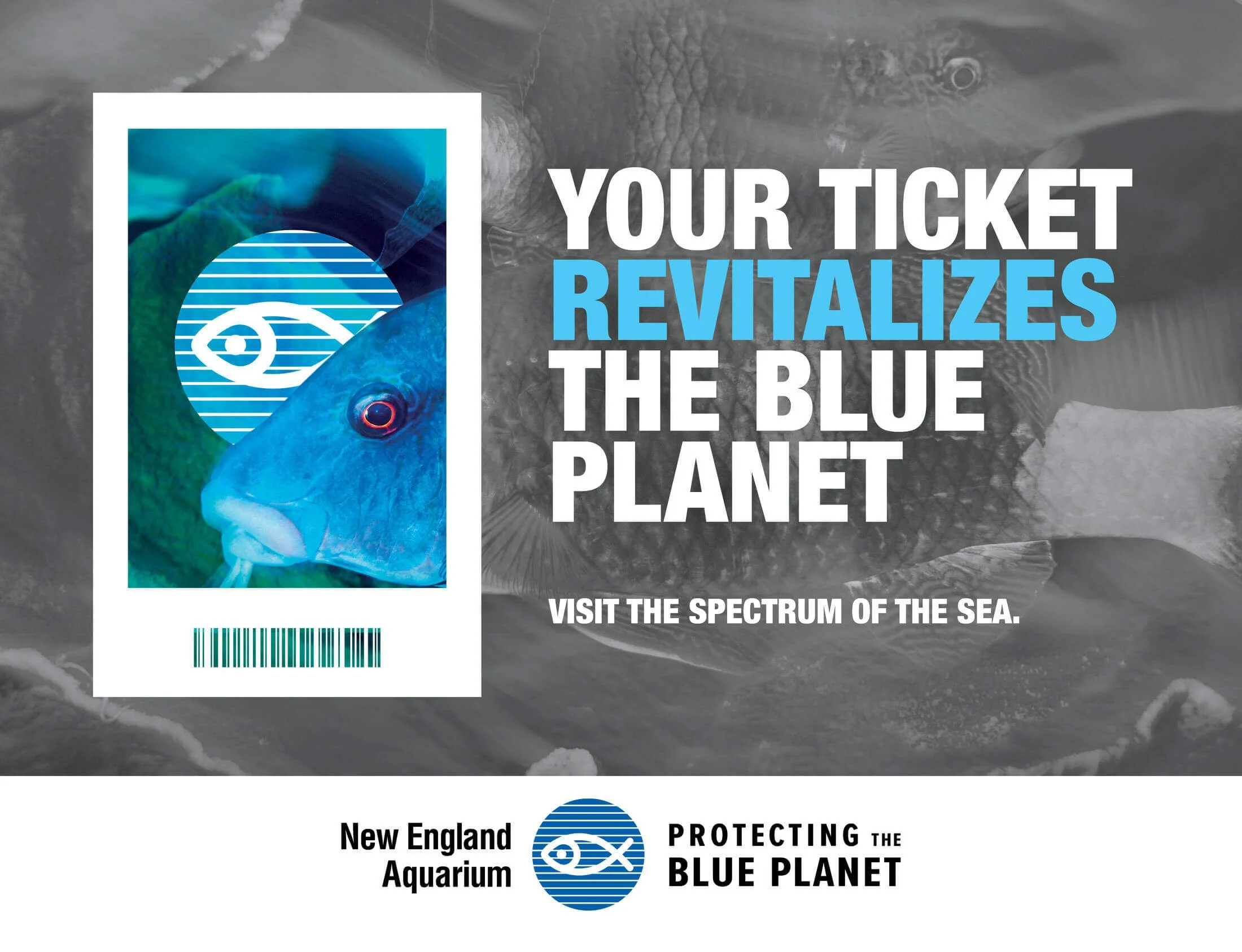 NEAQ-BluePlanet-Creative4.jpeg