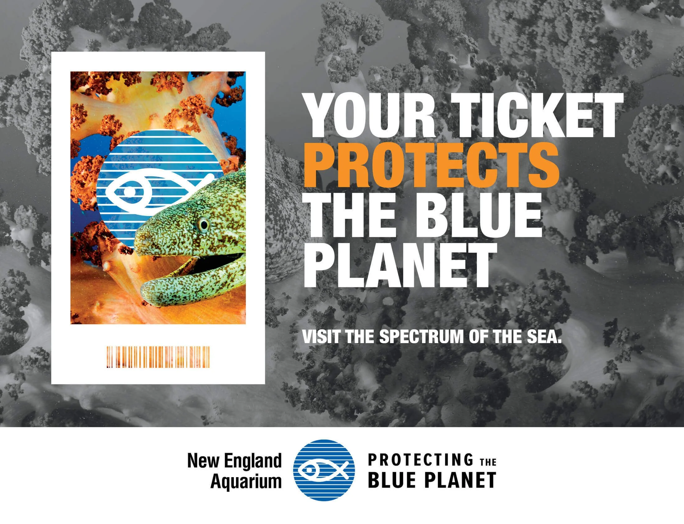 NEAQ-BluePlanet-Creative6.jpeg