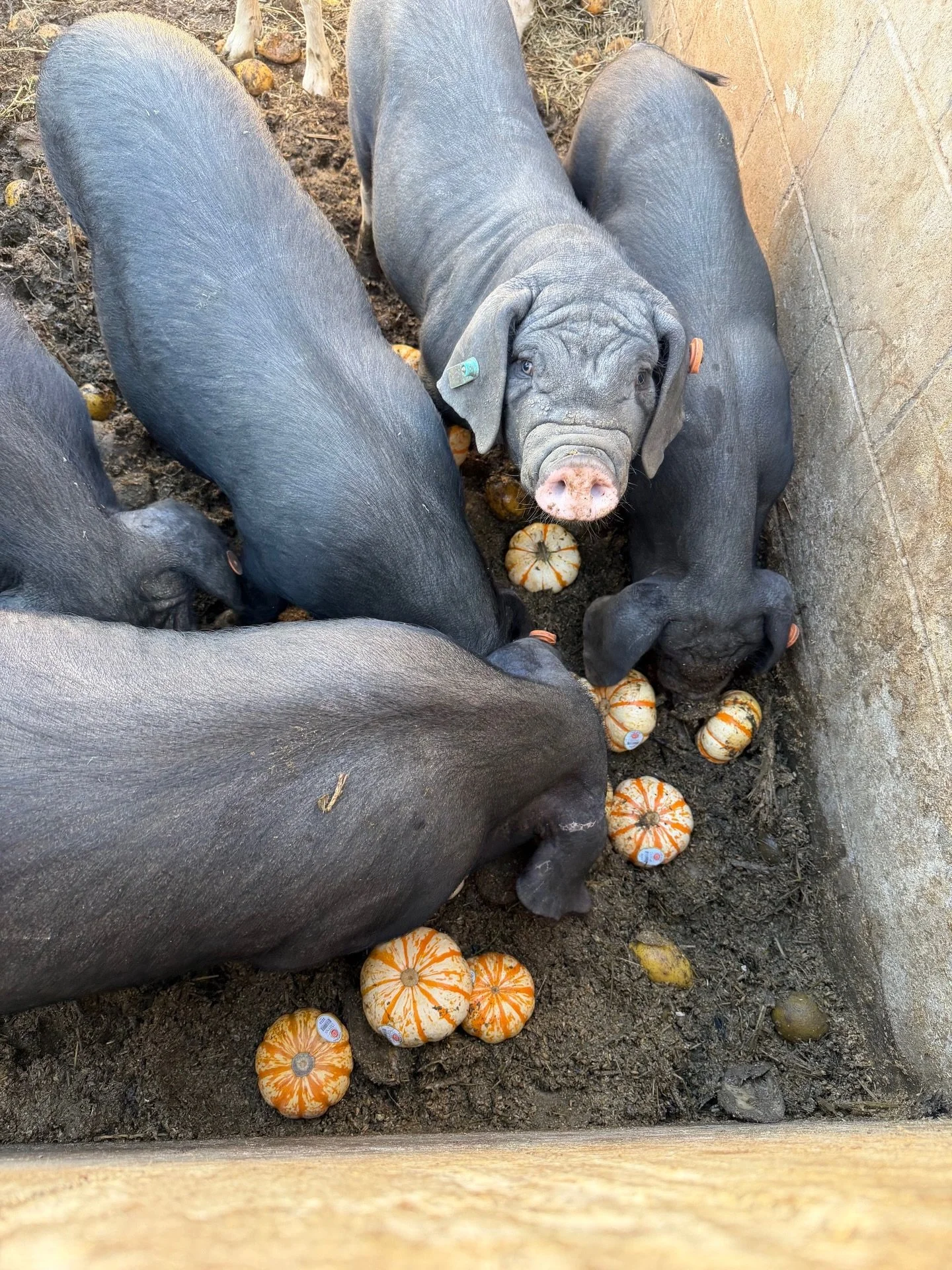 Food that would have gone to compost is now feeding breed horses, cattle, pigs, sheep, and goats, thanks to our partnership with San Fernando Valley 4-H Club! The San Fernando Valley 4-H Club teaches young people to care for and raise livestock. By s