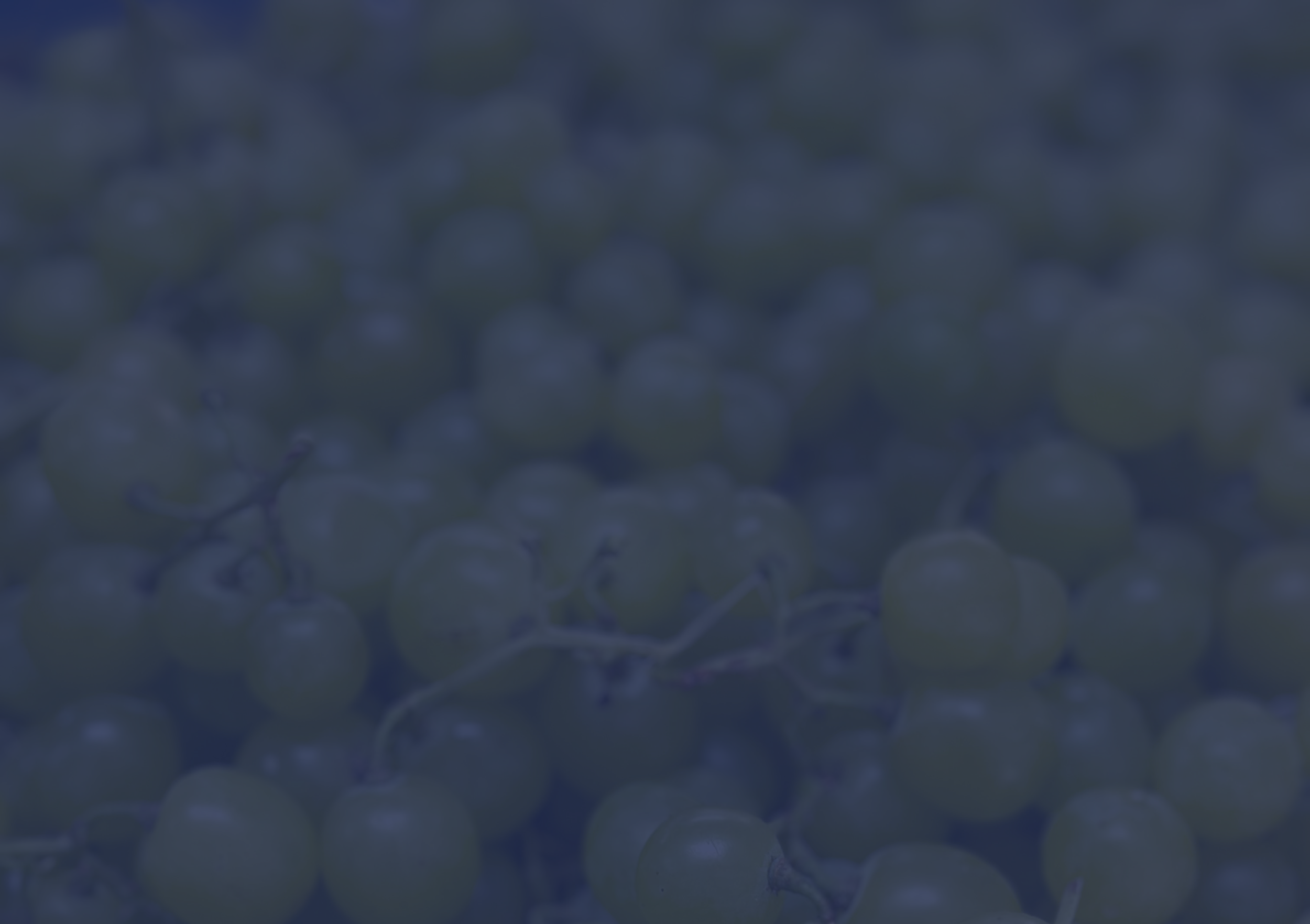 Close-up of green grapes on the vine.