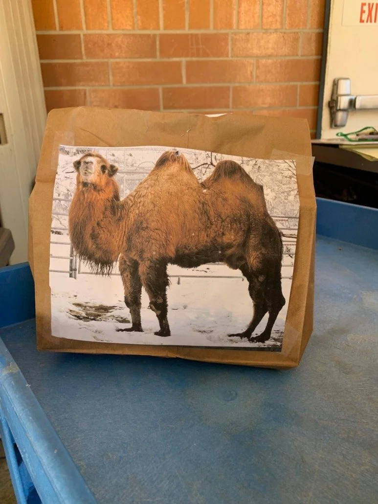 A paper bag with a photo of a camel, but the camel's body has been replaced with a bear's head and front half, creating a humorous animal hybrid.
