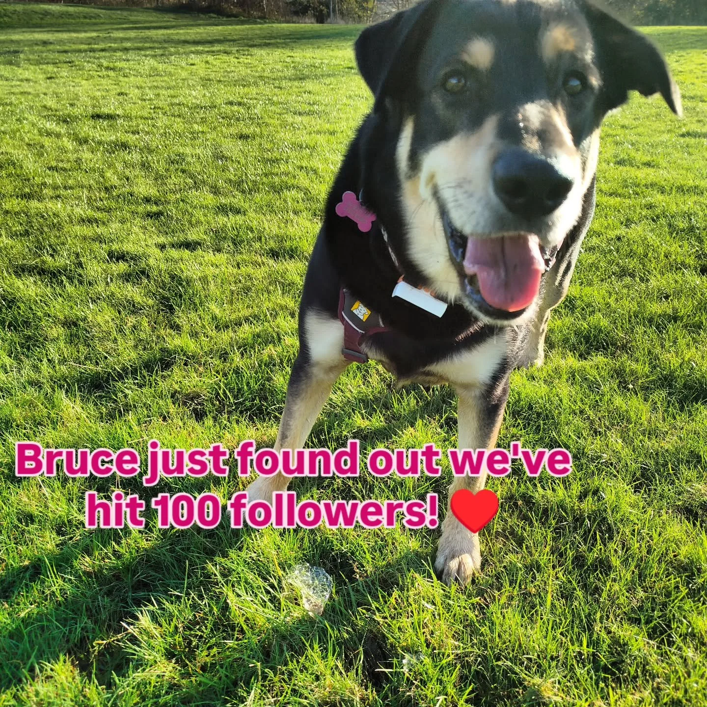 He also found out he loves chewing the ice from puddles! An excellent day all round 🐾🫶🏻