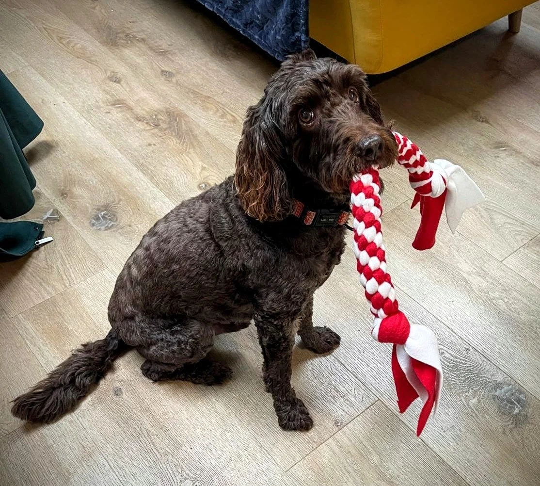 Teddy is cheeky and using the power of those puppy dog eyes persuaded his Mum to let him have his Christmas gift early! 🐶 The Wreath never even made it to Santa! 🤶
Apparently he hasn't put it down and it's his new favourite toy! &hearts;️

If you w