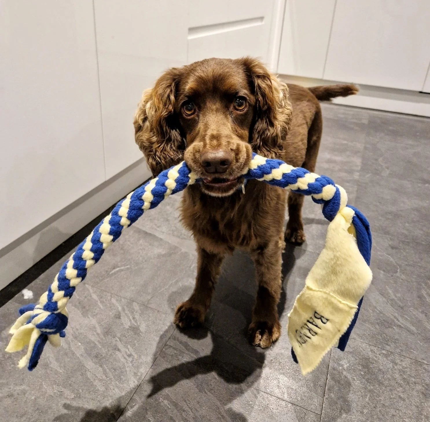 Whilst we have extensively tested our products in house, we have also employed the dark destroyer known as Barney! He has destroyed every toy he has ever got his teeth into! However after several months the Cumbria Dog Barn tug toy is still going str