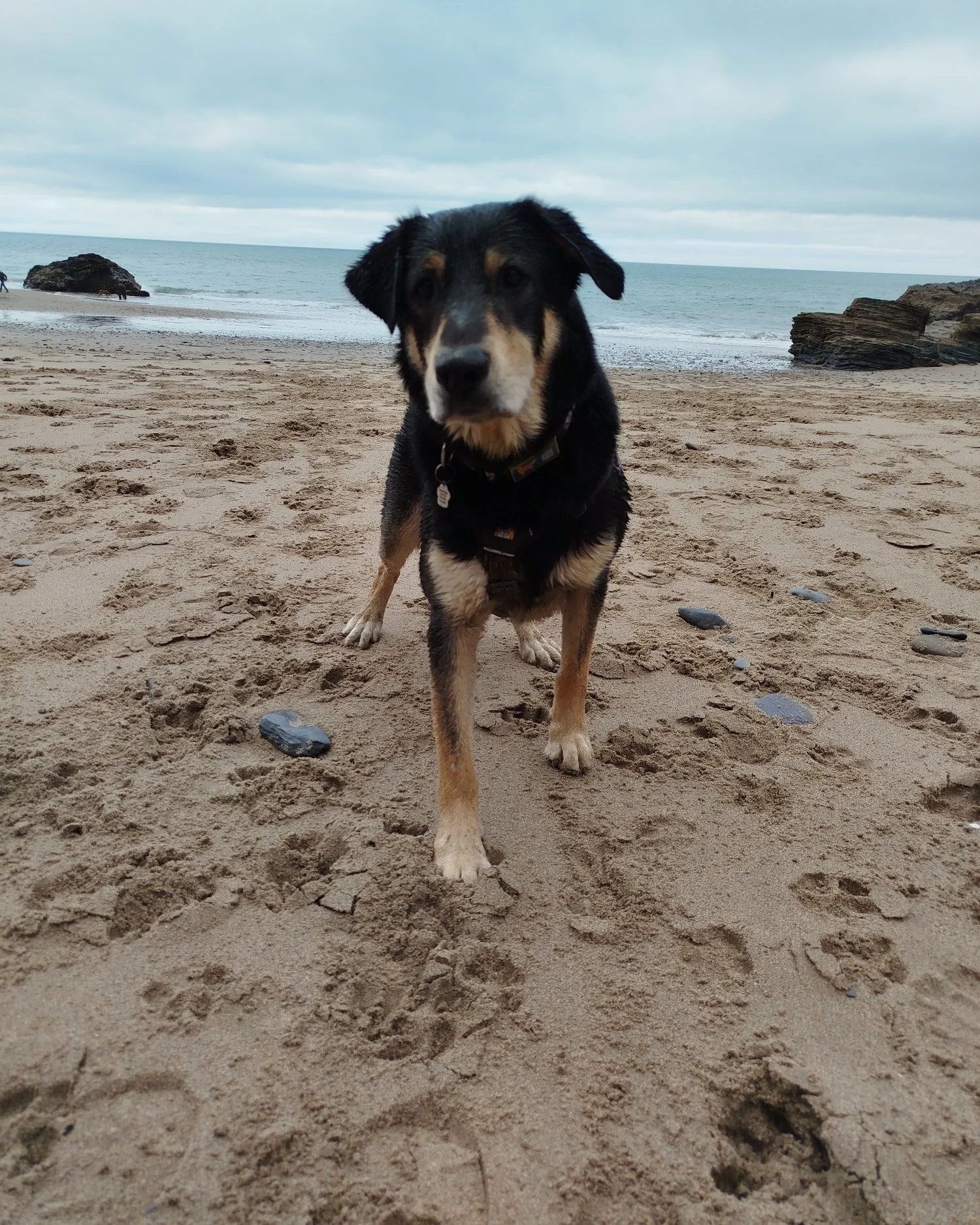 🐾 Meet Bruce &mdash; The One Who Brought the Joy Back 🐾
(aka Brucie Woosie, Brucimiss Loosimuss)

After the heartbreak of losing Wilbur, I vowed never to have another dog. That lasted&hellip; a few weeks. 🙈 Soon I was that person in the park doing