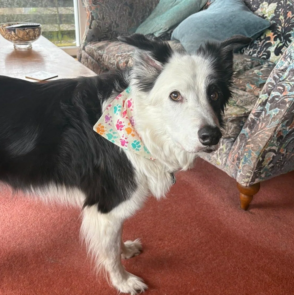 We've had a lovely little break over Christmas. It's been so nice receiving all the videos and photos of the pups receiving their Christmas tug toy gifts! So we will share some of these with you over the next week. 
First up we  have the beautiful En