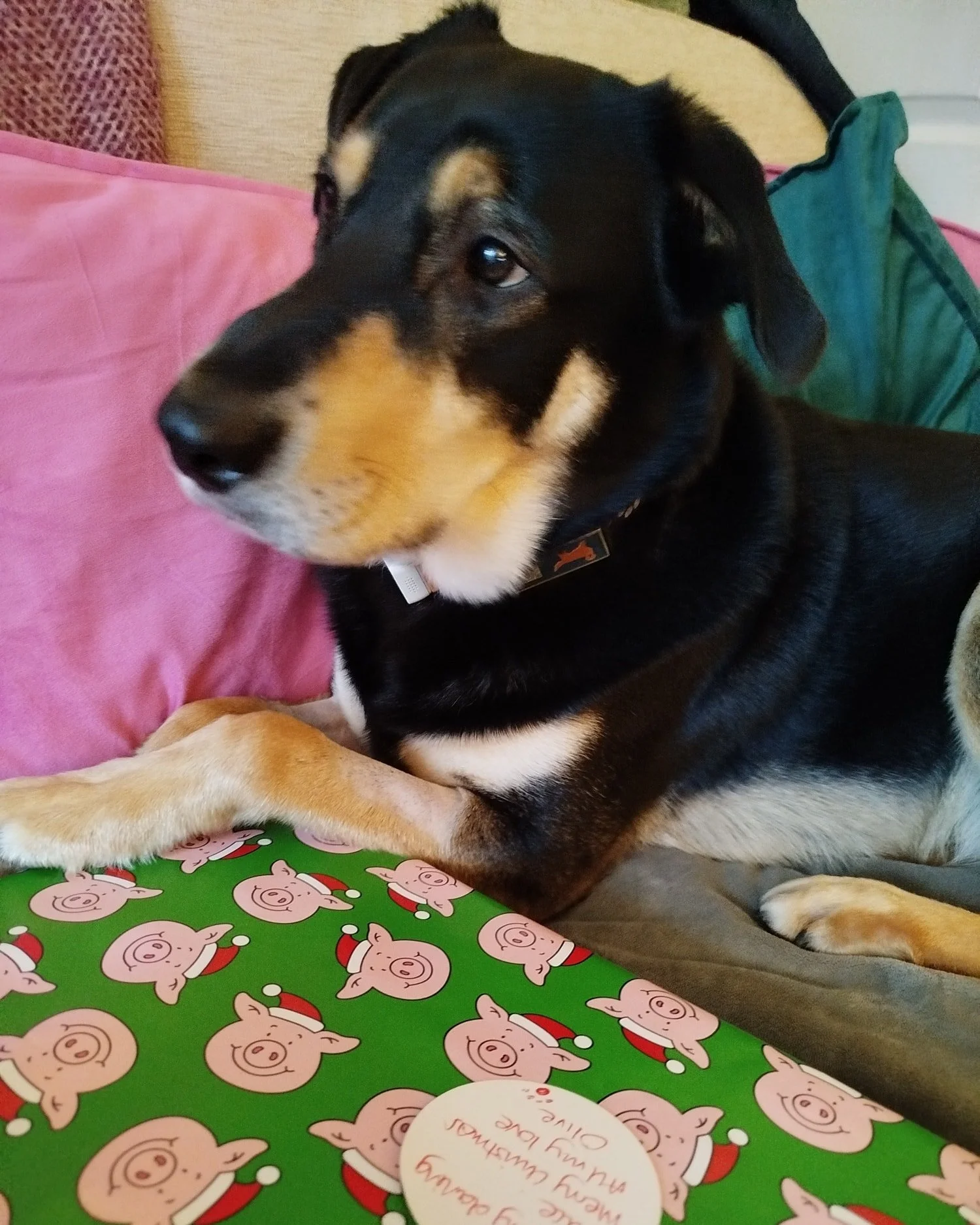 Following on from Bruce's incarceration before Christmas over the death of Rudolf, it seems he suffered an injury during his arrest. Unfortunately not a fictional injury, but a real life Cruciate Ligament tear 🫣
So we have been trapped in the house 