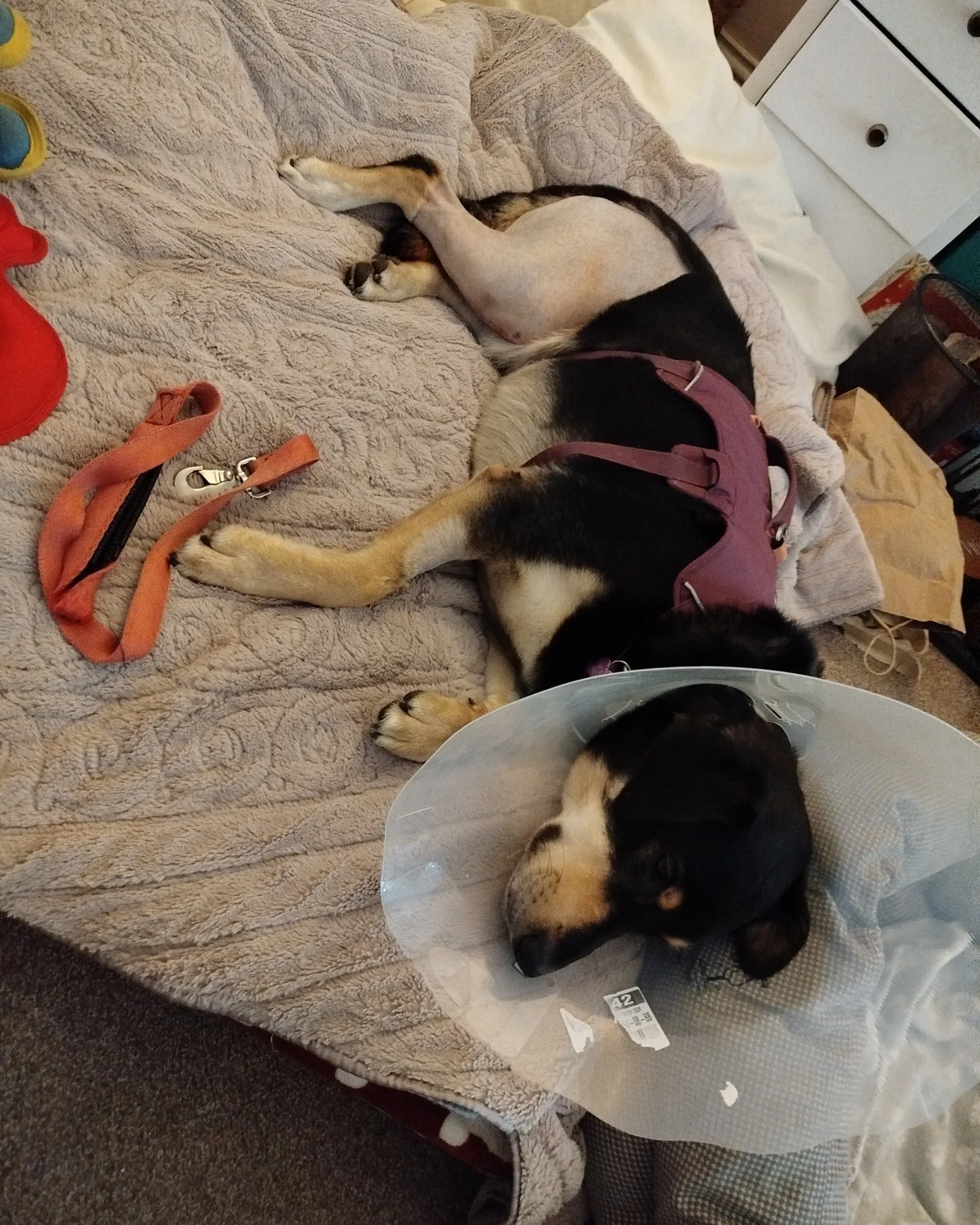 Surgery Day for our boy Bruce 🐾
Bruce had to be starved from midnight, but was given a late feed at 10pm to help keep his blood sugar levels up for the big day. We dropped him off at 8am, full of beans as always, with absolutely no idea what was abo