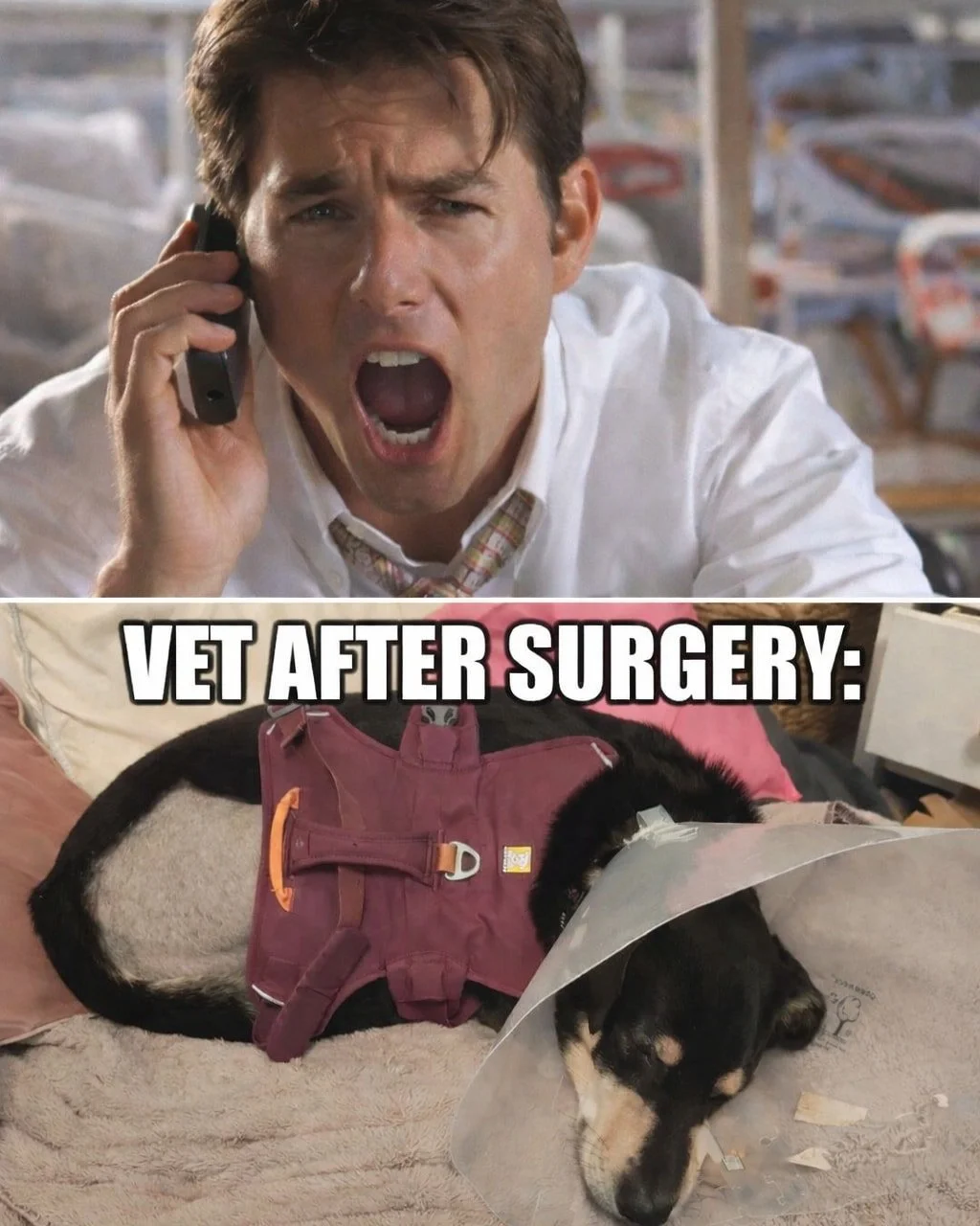 This is what &pound;4,000 looks like&hellip; and honestly, I wouldn&rsquo;t change a thing. Good job, I love him. ❤️🐾
A huge thank you from Cumbria Dog Barn for all the lovely messages and good wishes &ndash; they really mean the world. He&rsquo;s r