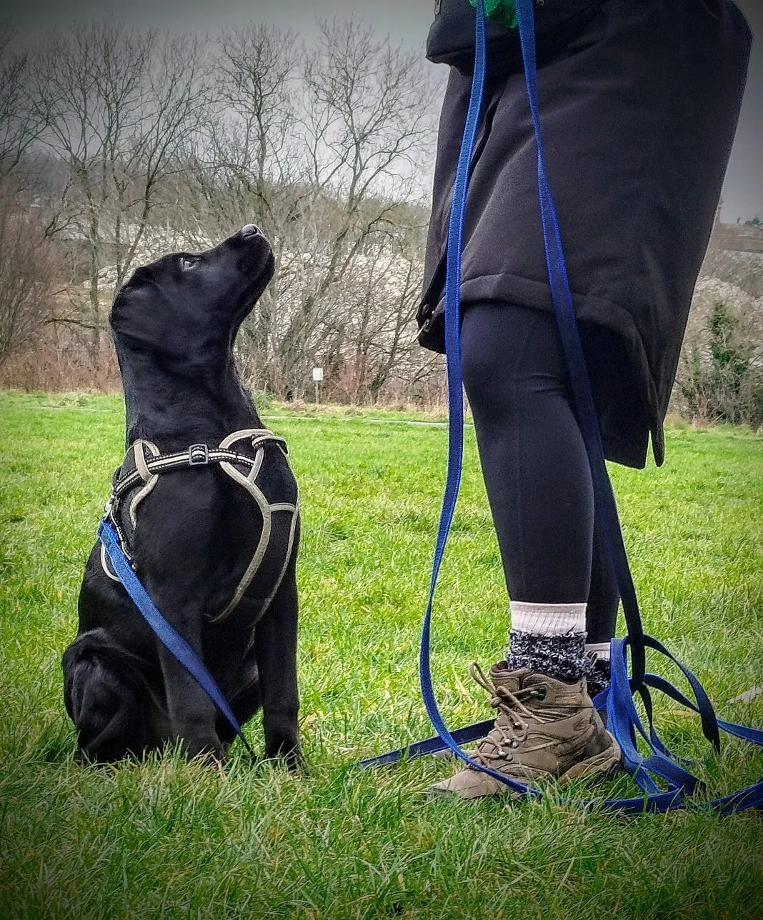 🐾 Back in Action! 🐾
Today was extra special as Bruce and I went on our first walk since before Christmas! 🎄🐶I also had a blast at puppy class. Swipe to see a couple of this week's pups in action! And of course, Bruce is recovering well from his T