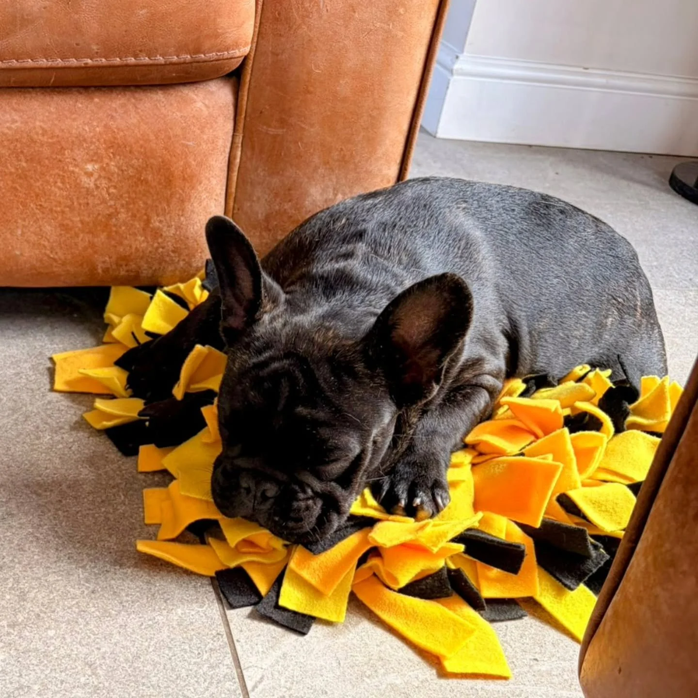 When you've snuffled all you can, what better use of your new bumblebee snuffle mat then to use it to have a little nap on! Little Reggie seems to have tired himself out! 
Snuffle mats available on the website &pound;20. Or DM to order.
Due to a sell