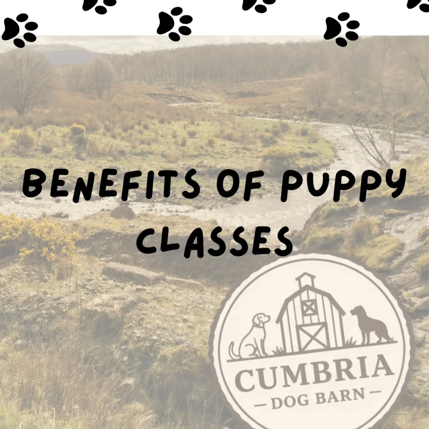 First time owner? Or you've had dogs before? Everyone benefits from puppy classes. Creating happy, socialised, engaged puppies &hearts;️ Supporting owners who wake up to find their cute sleepy, fluffy bundle of joy is now a land shark making them que