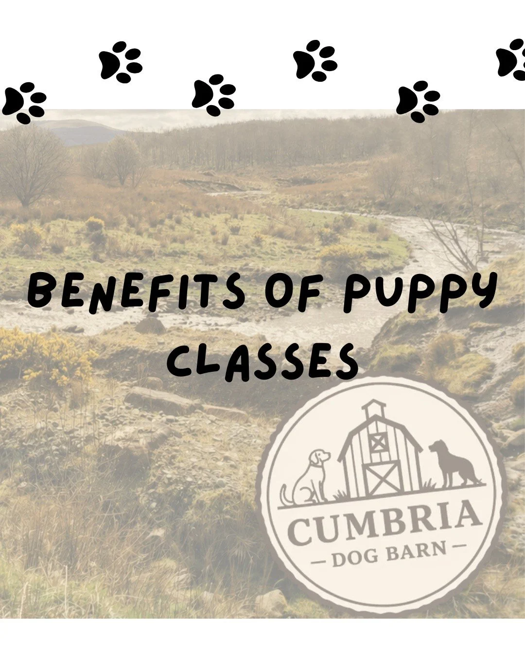 Whether you are a first time dog owner or not puppy classes are beneficial for both you and pup. Think parent and toddler groups! A safe space to learn, practice and meet other people in the same boat! Where you can safely share the ups and downs of 