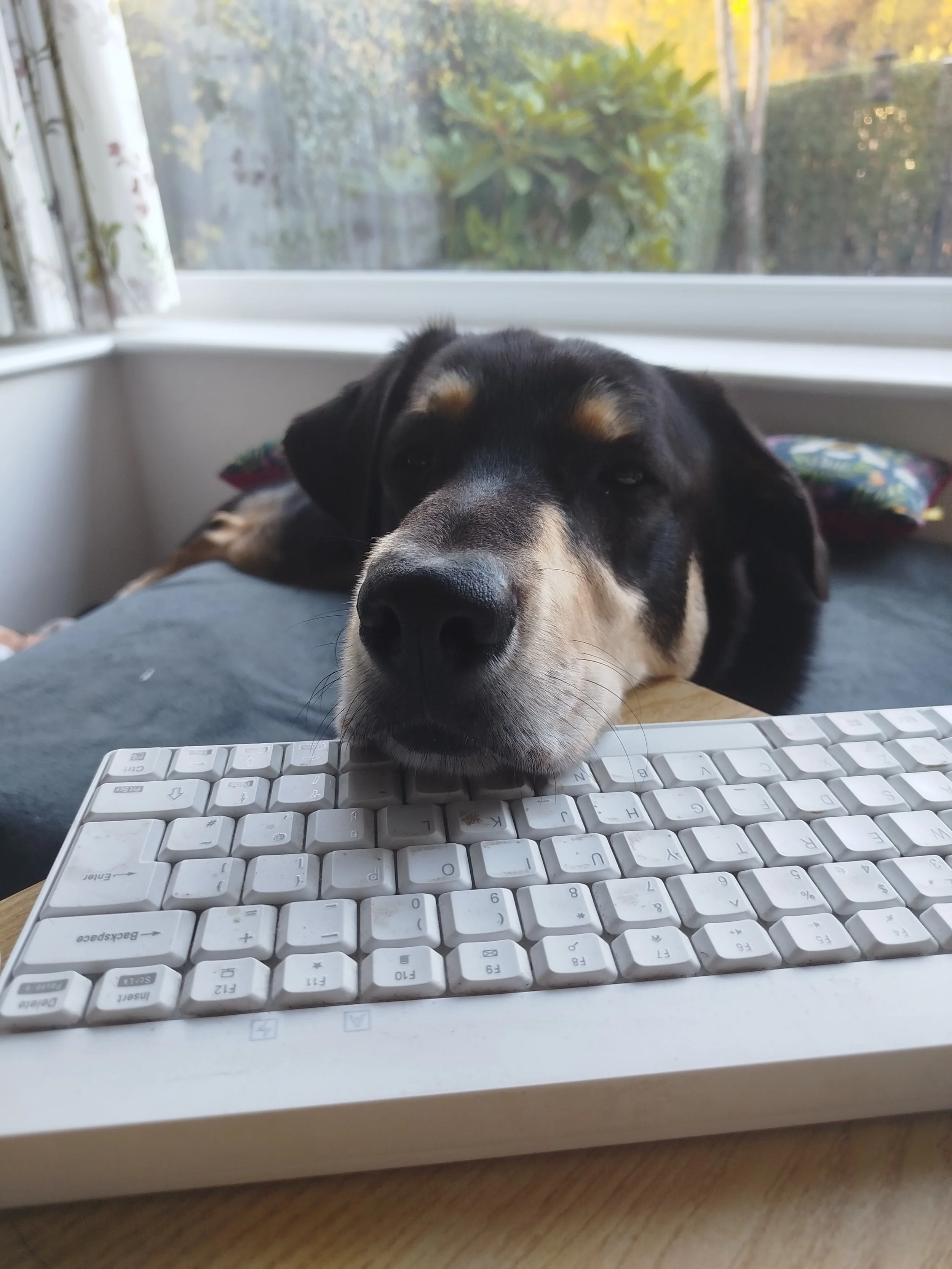 Dog with his chin on a keyboard