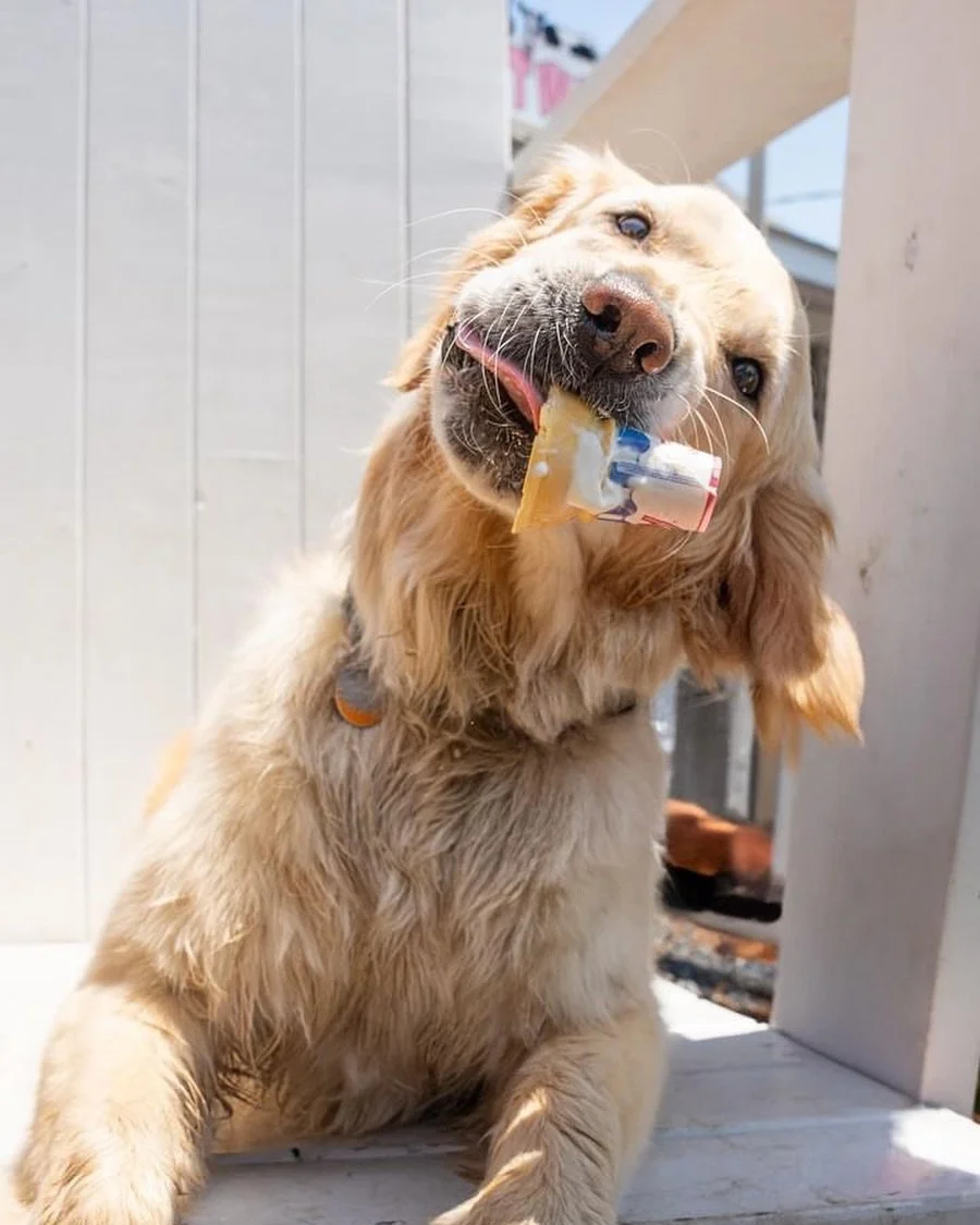 SunDog Fun Dog is BACK! Give it up for this week&rsquo;s dog, Mabel, and send over cute animals doing things our way to be featured! 🐶 🐾 

📸 @kylewalkerphotography