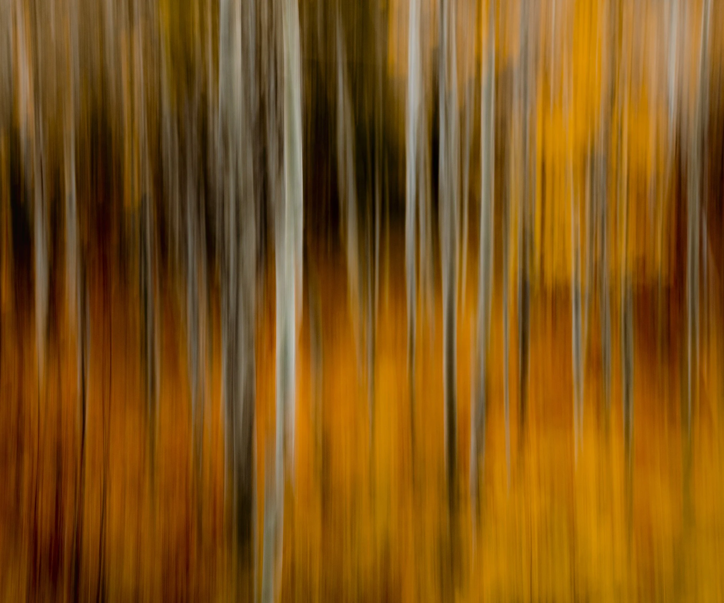 BFAofficialprints20x24-5.jpg