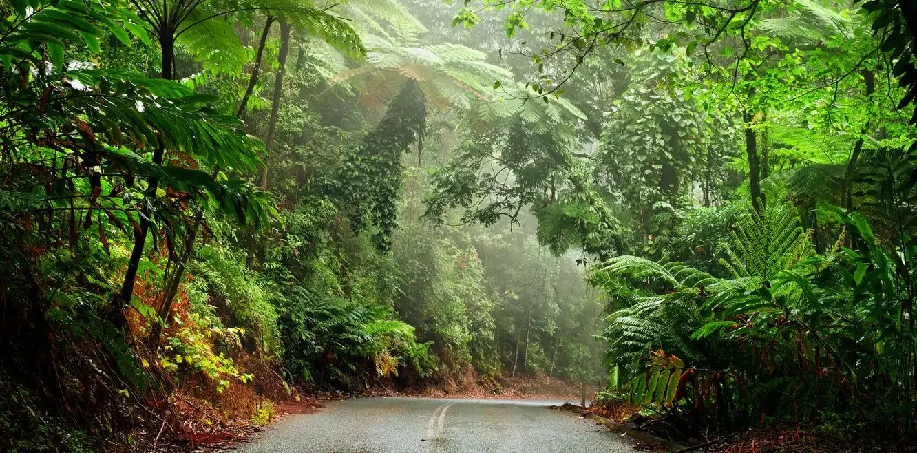 A winding road through a dense green forest with lush foliage and mist in the background.