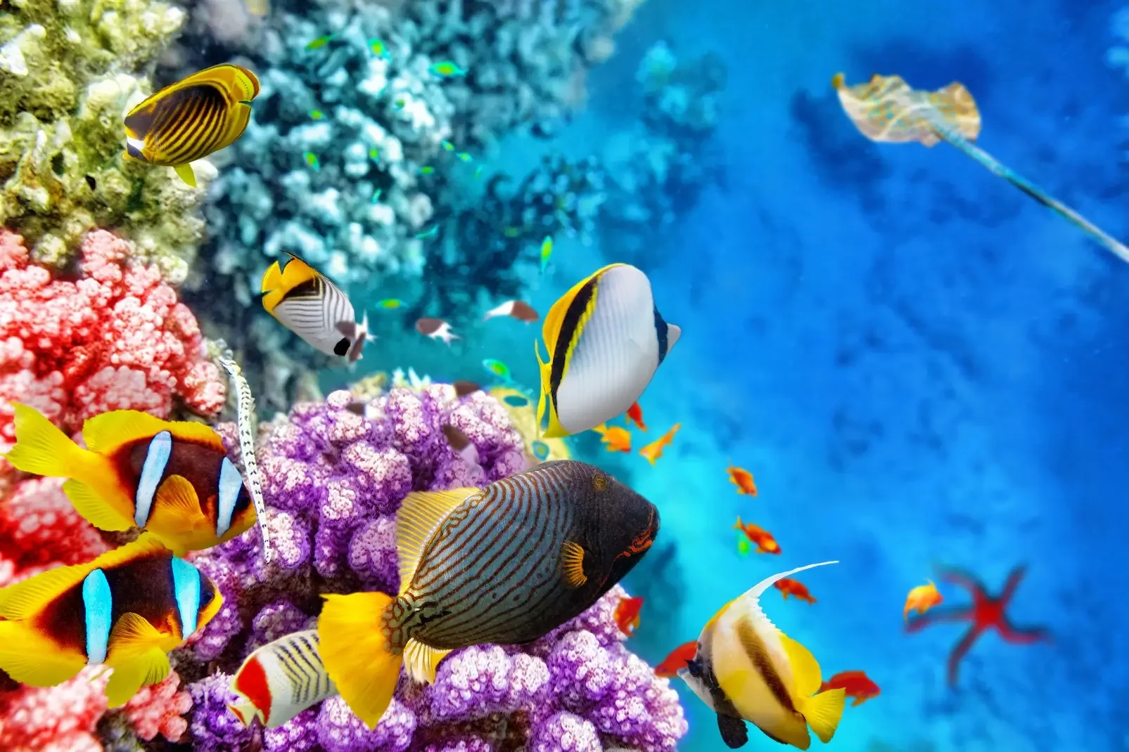 The Great Barrier Reef: What Nobody Tells You Before You Go