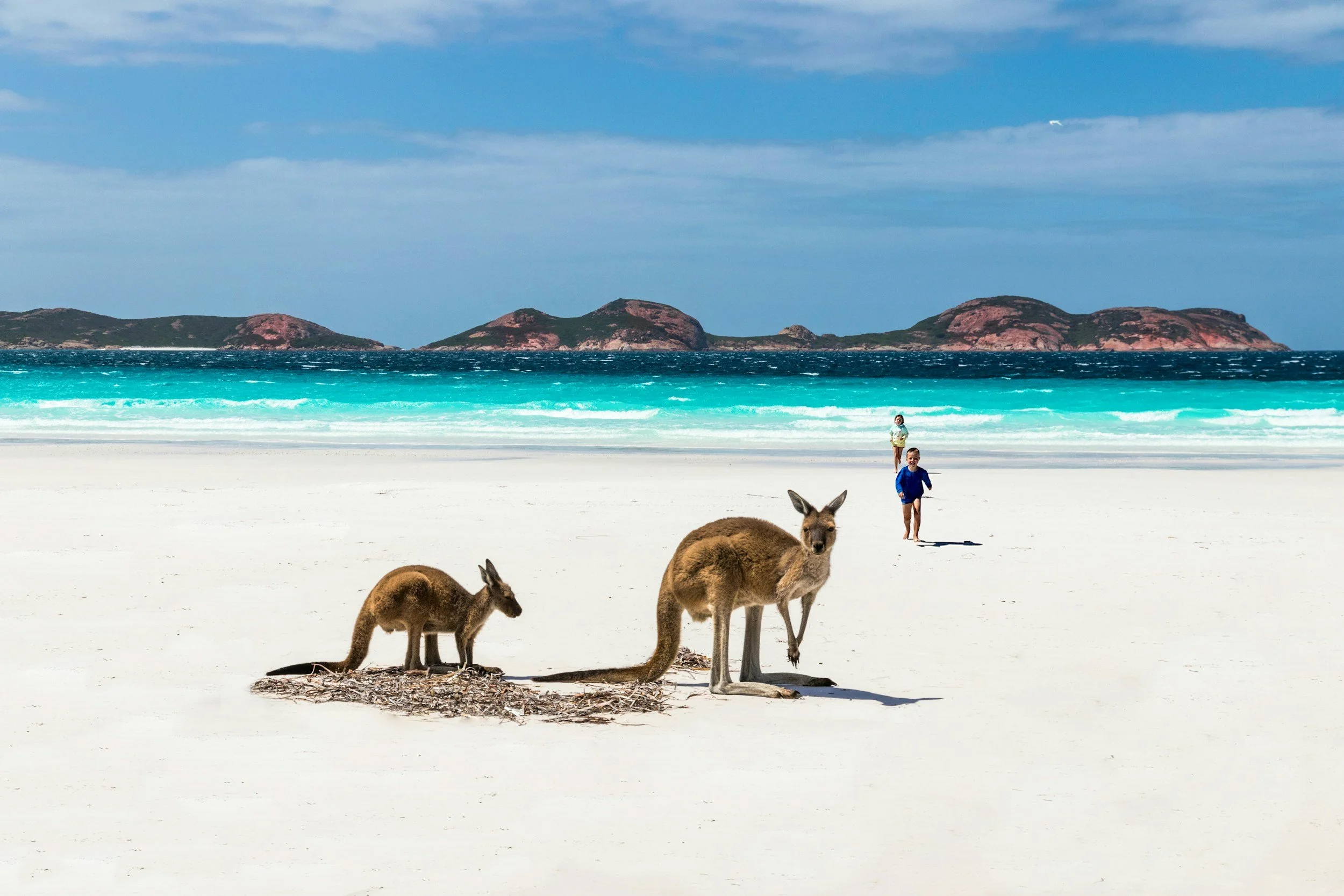 Beach scene with turquoise water, rocky islands in the background, and three kangaroos on the white sandy shore. Two children are running towards the water.