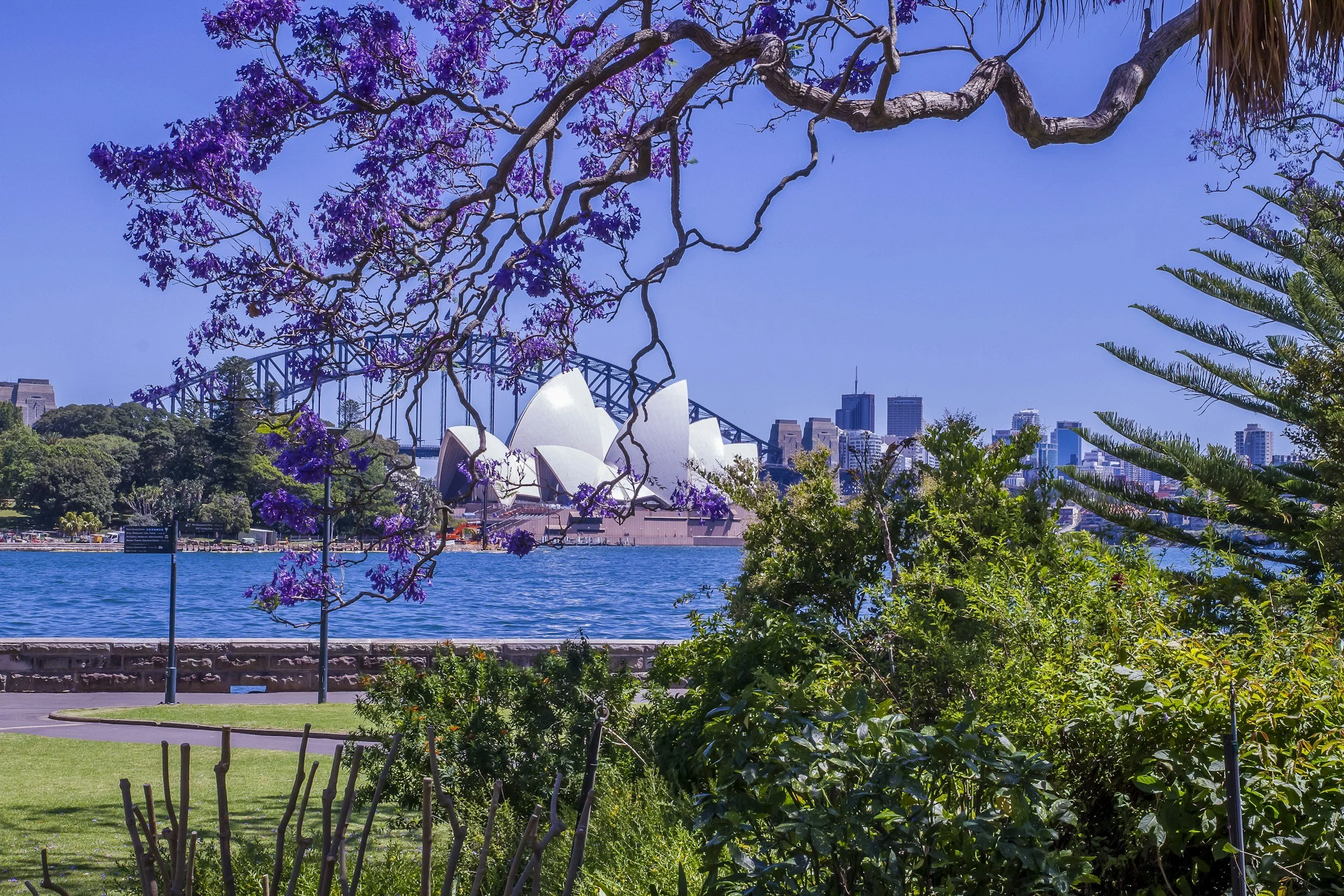 View of the Sydney Opera House and Harbour Bridge framed by purple blooming Jacaranda trees and green foliage on a sunny day.