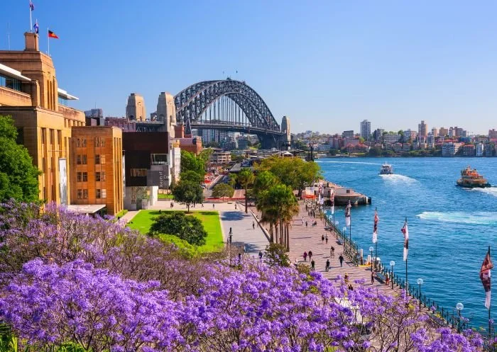 Sydney Harbour with the Sydney Harbour Bridge, waterfront promenade, purple flowers in foreground, and boats on the water.