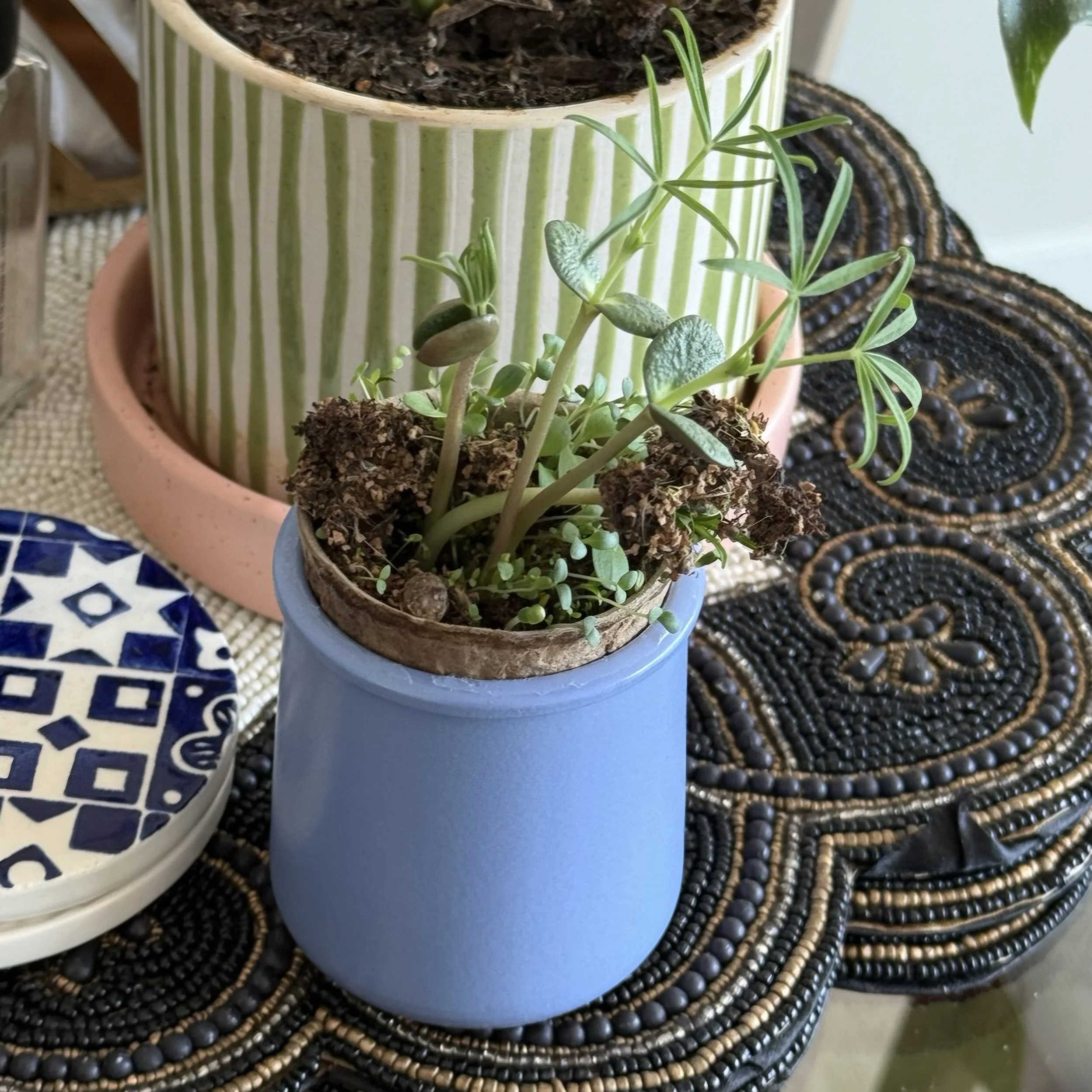 Close-up of various potted plants on a table with a patterned placemat, including a small plant with green and silver leaves in a blue pot and larger plants in decorated ceramic pots.
