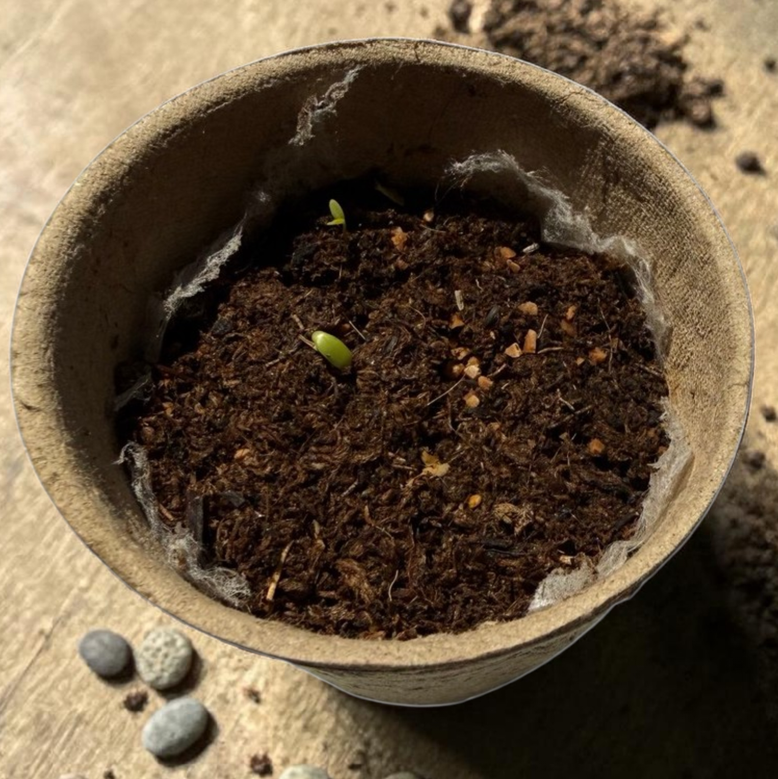 Small sprout emerging from soil inside a paper pot, with three small rocks outside the pot on the left, on a wooden surface.