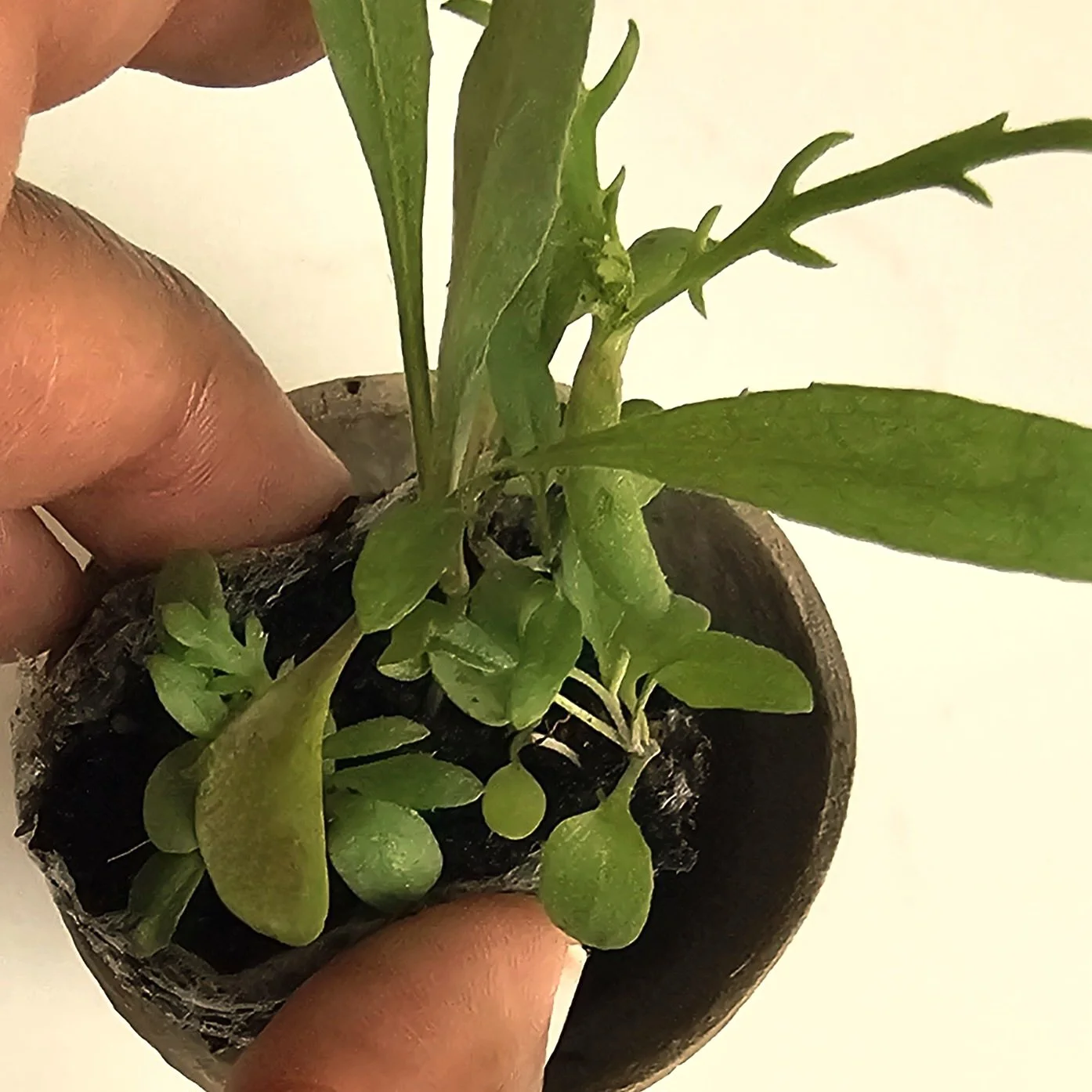 Young plants growing in a small container of soil, held between a person's fingers.