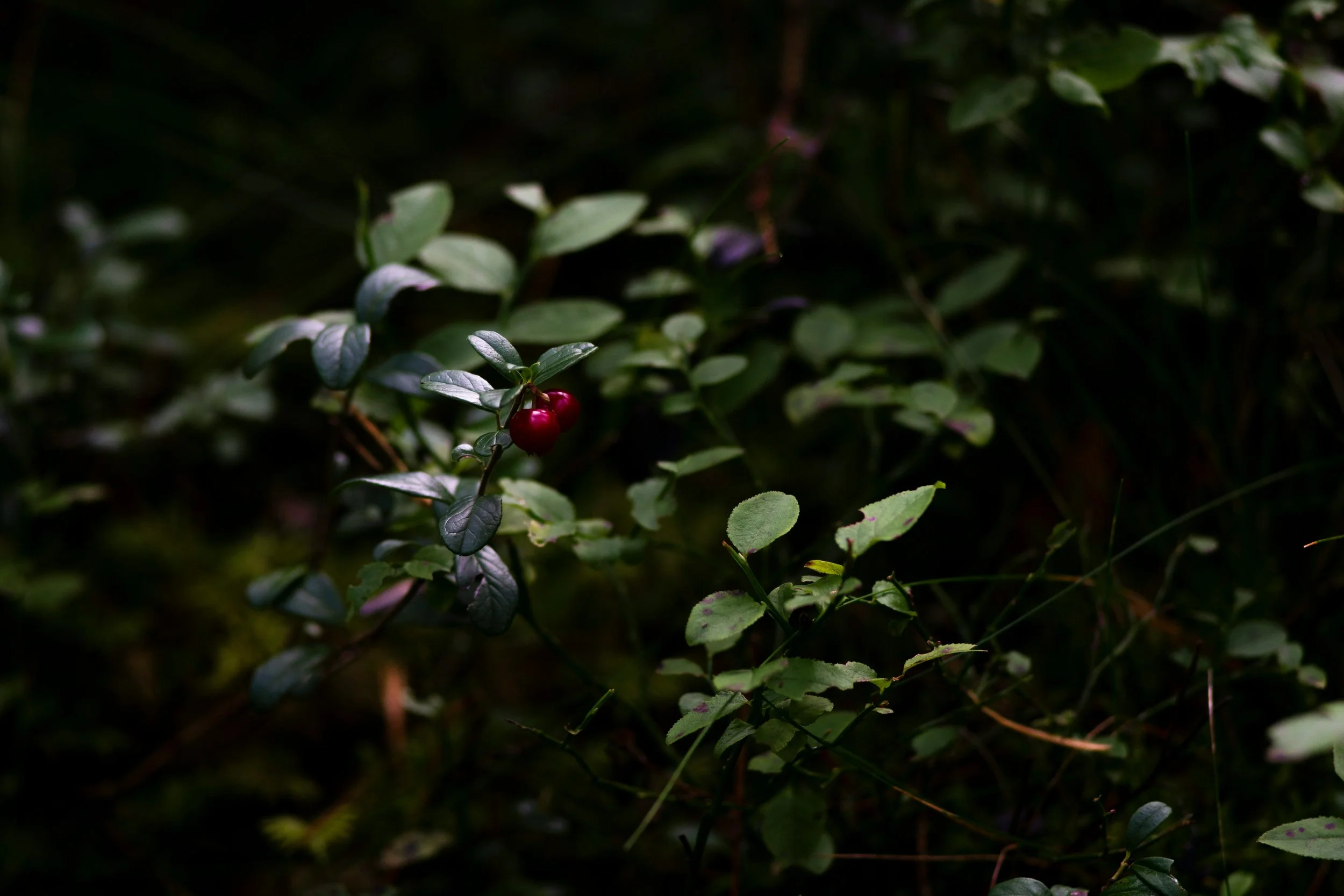 Winter’s Red Jewel: The Story of Canada’s Wild Lingonberries